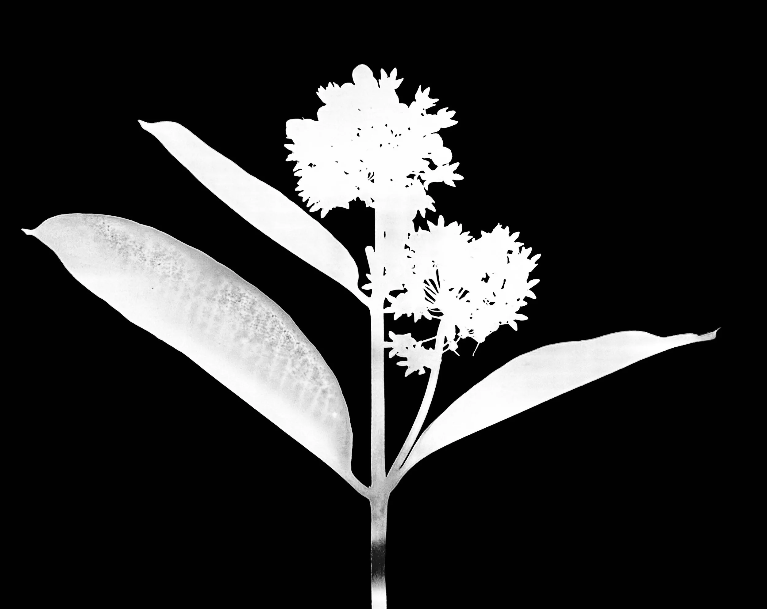 Common Milkweed.    5x7
Asclepias incarnata