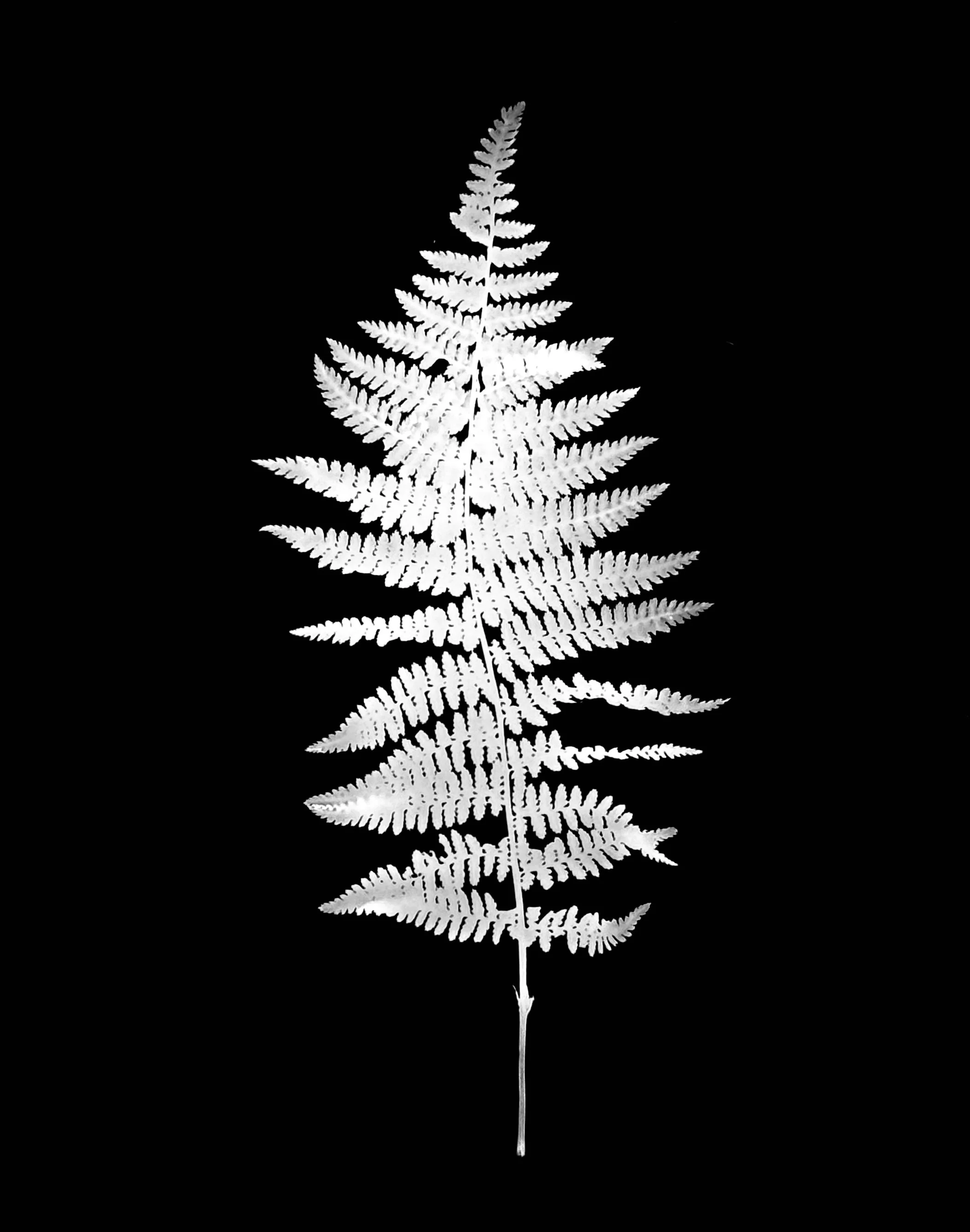 Lady fern. 8x10
Athyrium filix-femina
