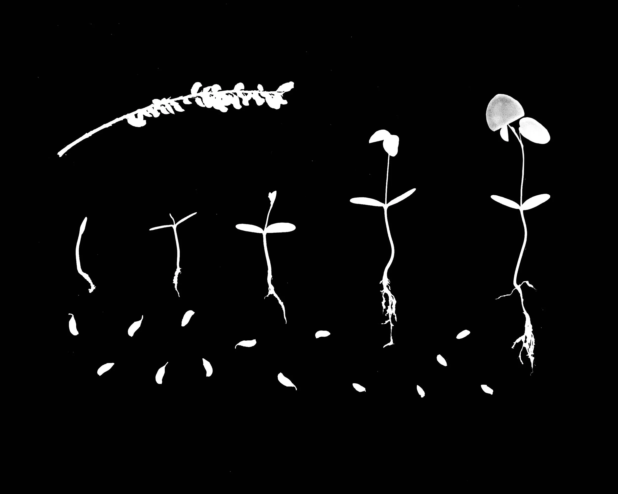 Indigo Bush. 8x10
Amorpha fruticosa