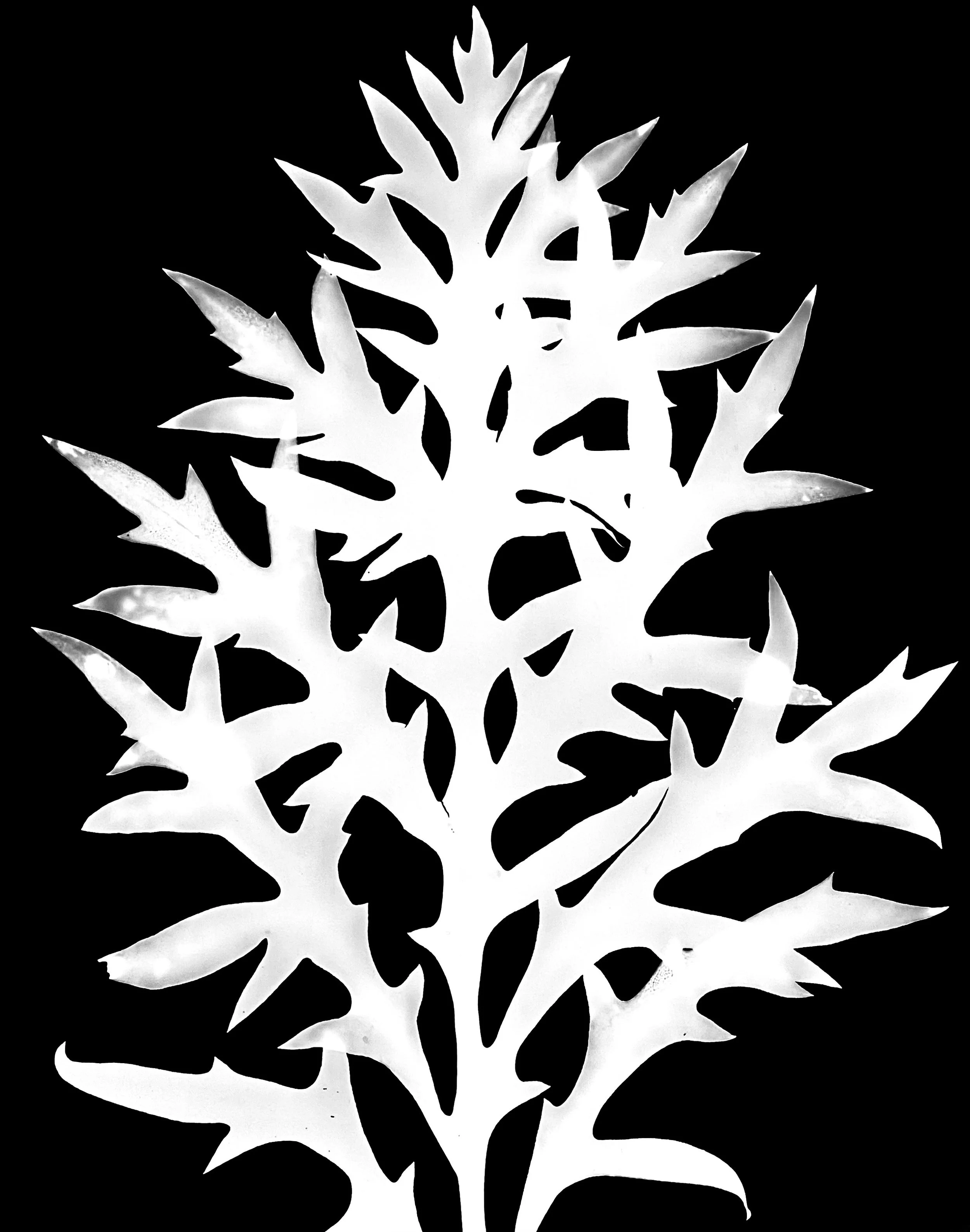 Compass plant leaf.  11x14   1A
Silphium laciniatum