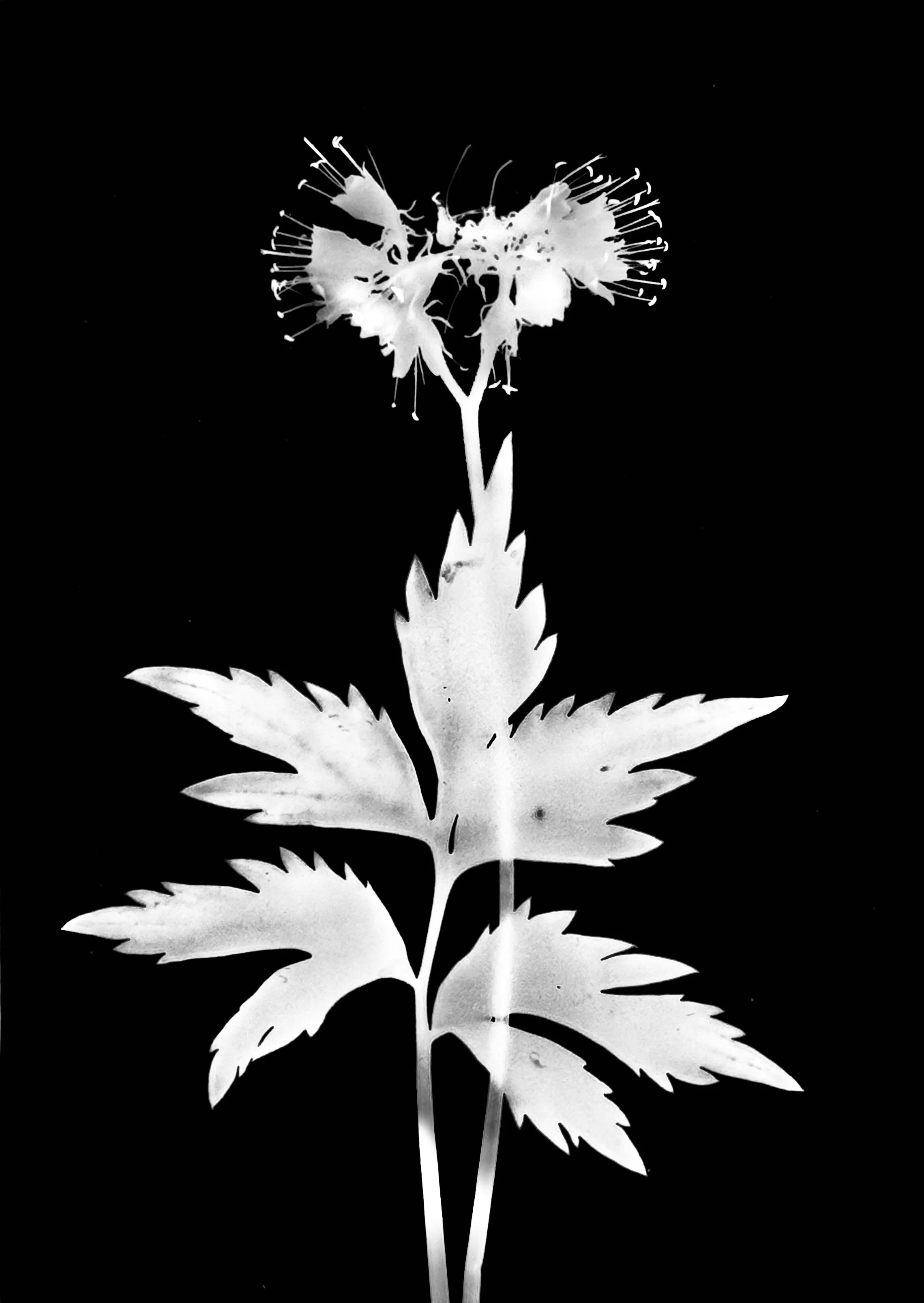 Virginia waterleaf  5x7
Hydrophyllum virginianum