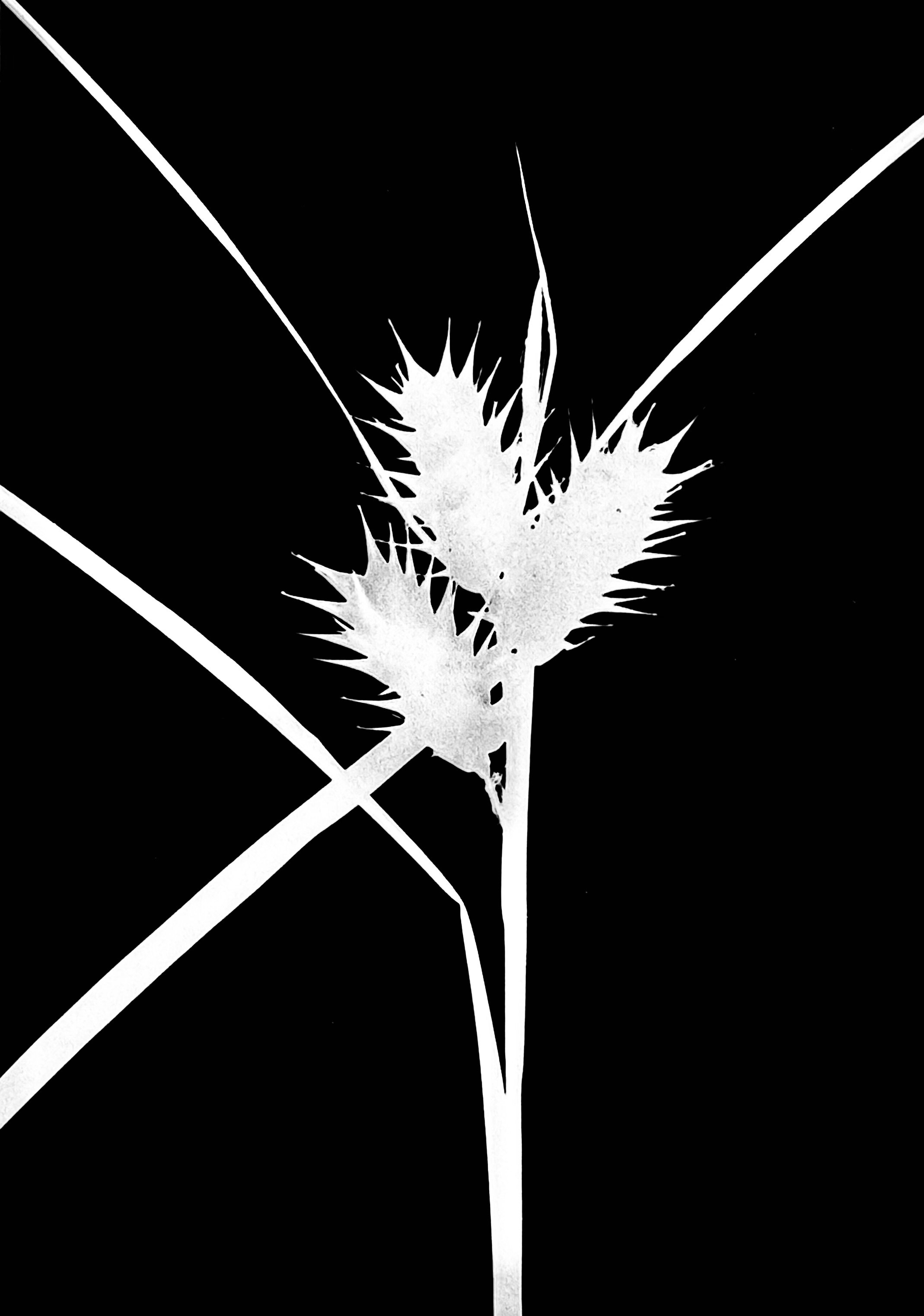 Common hop sedge
Carex lupulina. 8x10