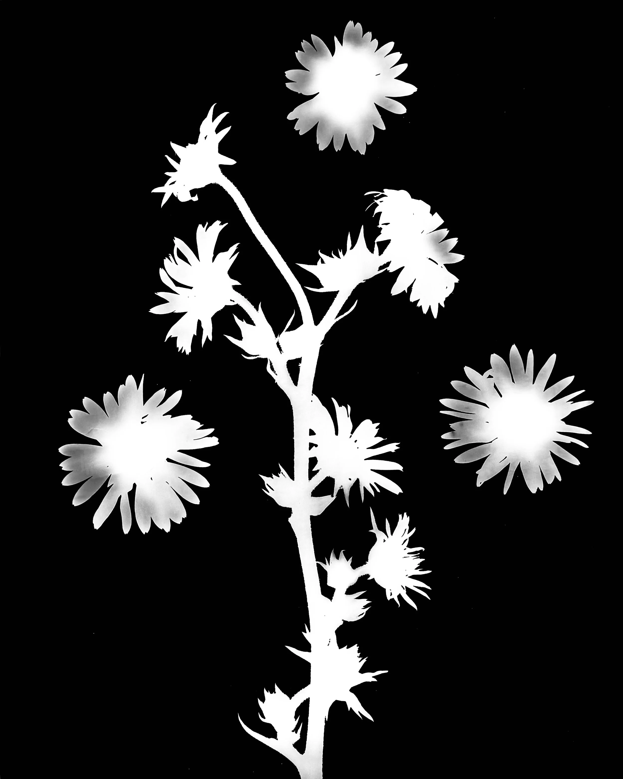 Compass Plant.  8x10  1A
Silphium laciniatum