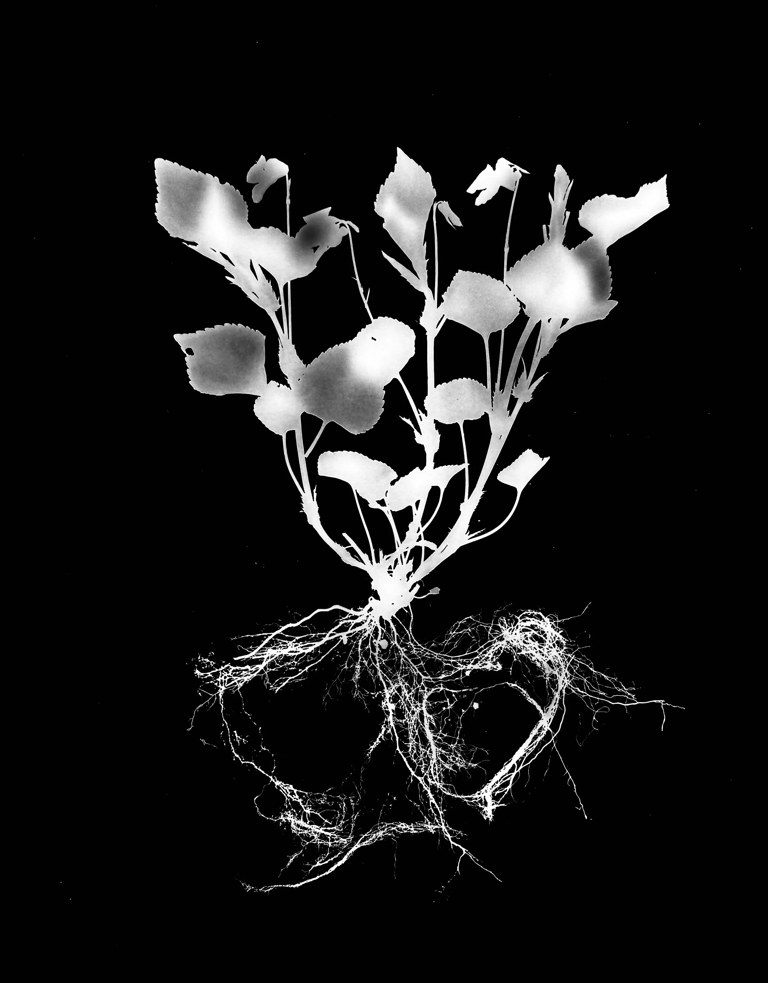 Smooth yellow violet  8x10
Viola pubescens var. sca 