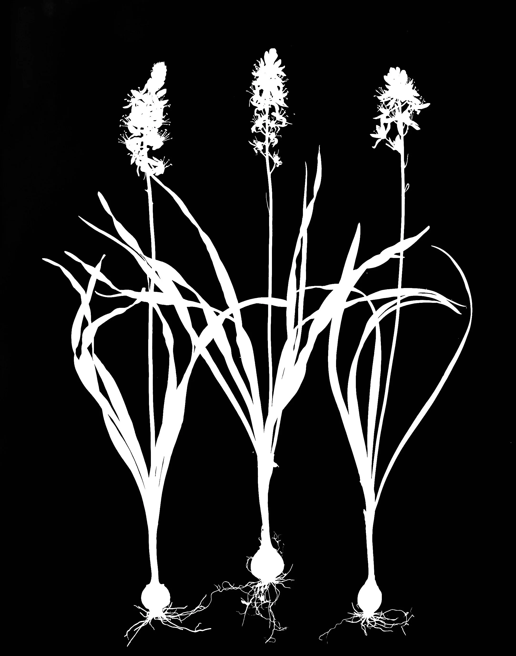 Wild Hyacinth. 16x20. 1A
Camassia scilloides