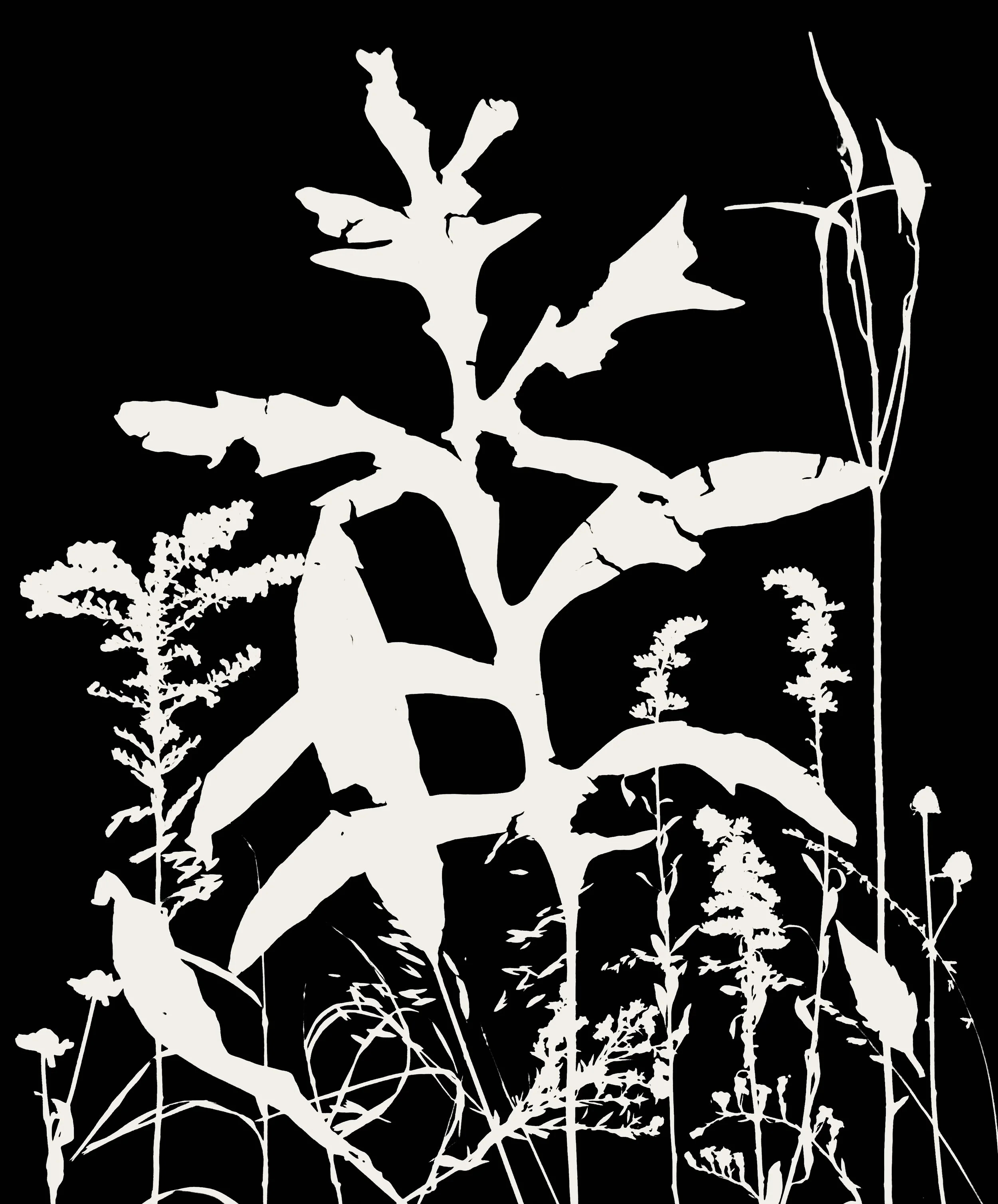 Fall Prairie 2
16x20. 1A