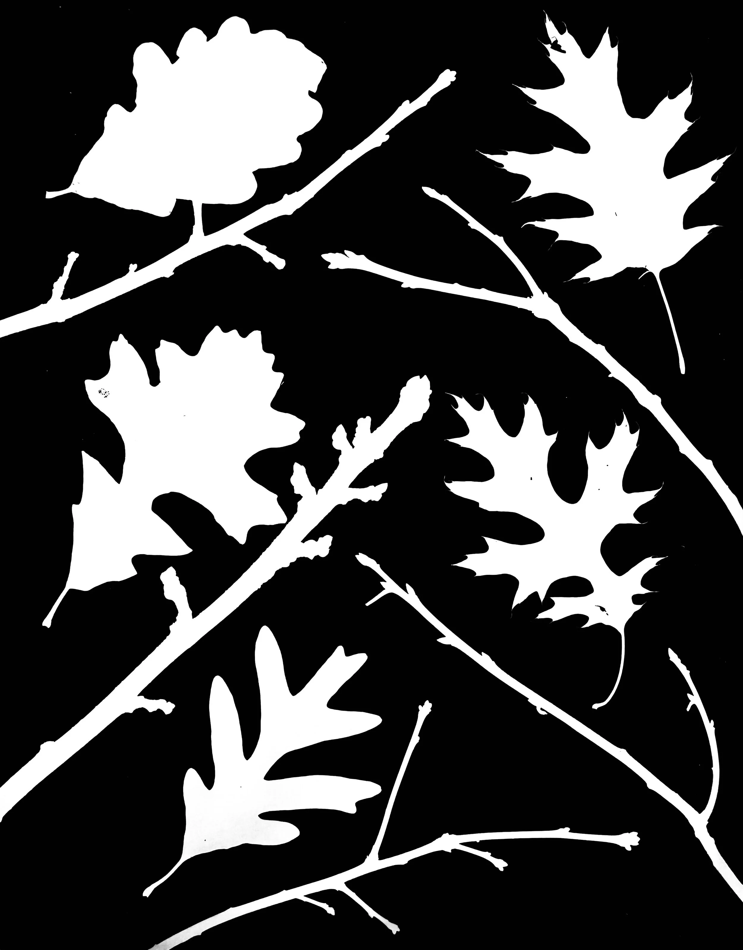 Oaks of NE Illinois-Dormant , 1of 4
CW from upper right : Red, Scarlet, White,
Bur, Swamp White
Quercus rubra, coccinea, alba, macrocarpa,
bicolor
16x20