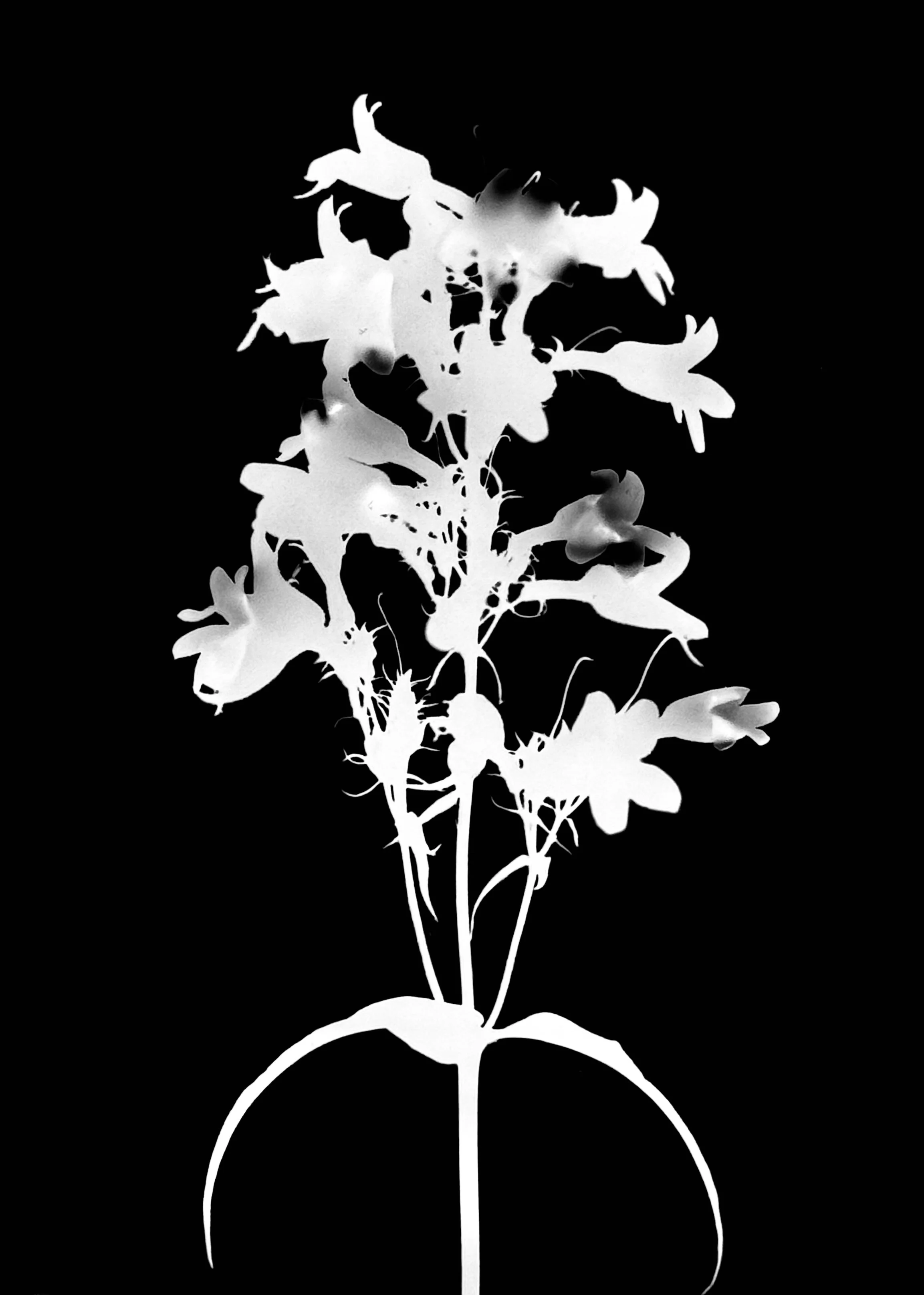 Foxglove Beard tongue
Penstemon digitalis. 5x7