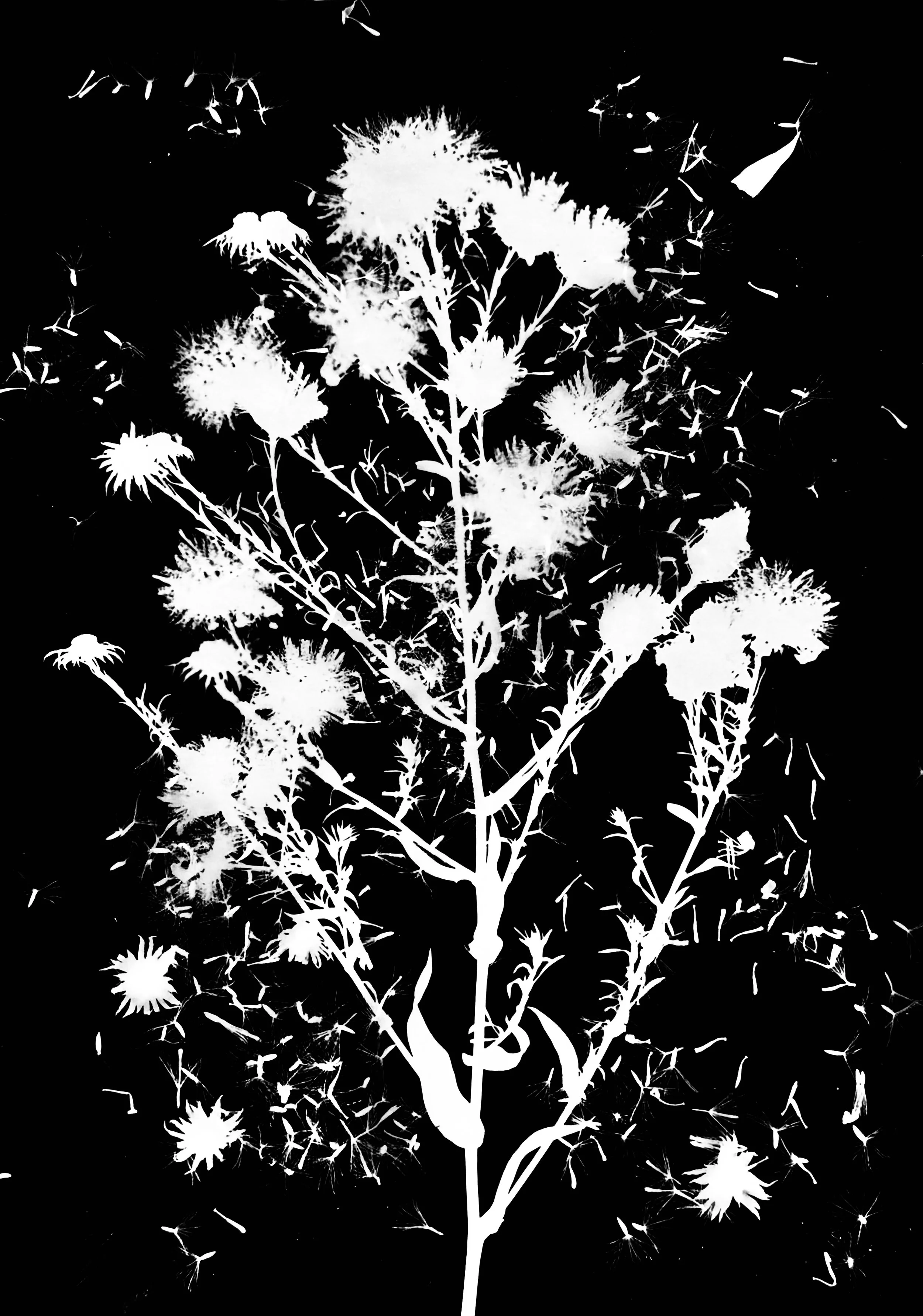 Smooth Blue Aster seeds  8x10
Symphyotrichum laeve