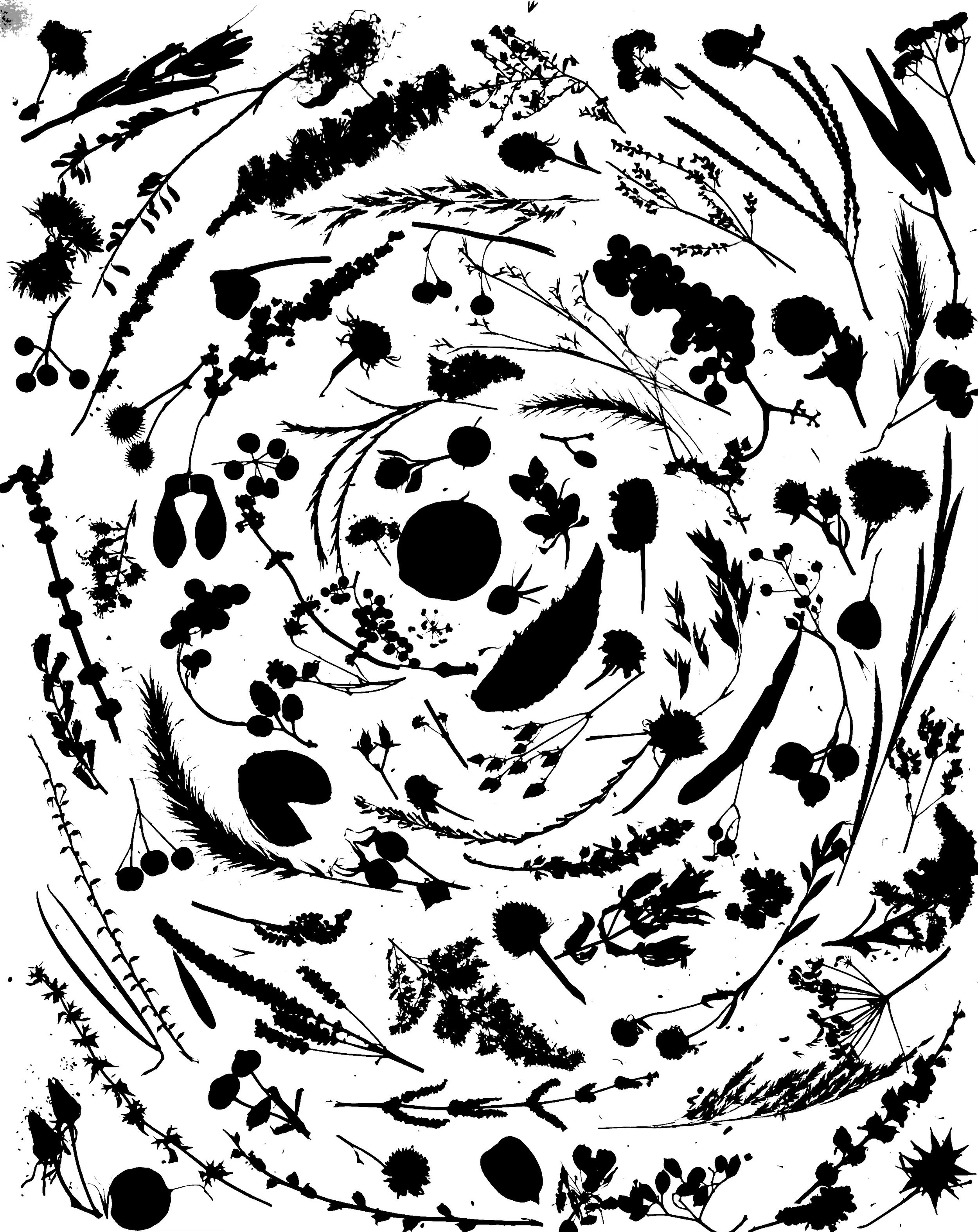 A Swirl Of Seed Heads
20x24.  1B