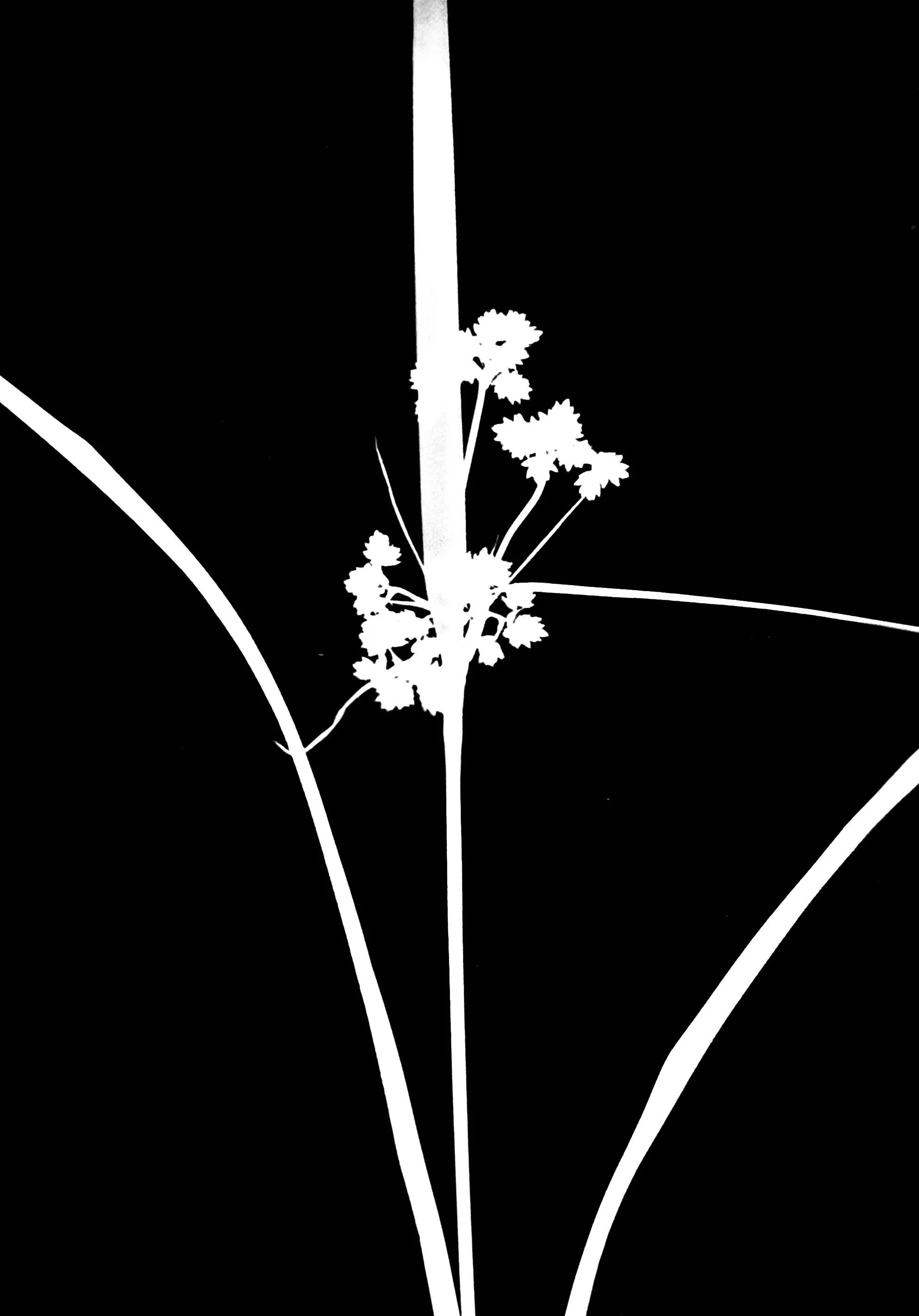 Dark Green rush  5x7
Scirpus atrovirens