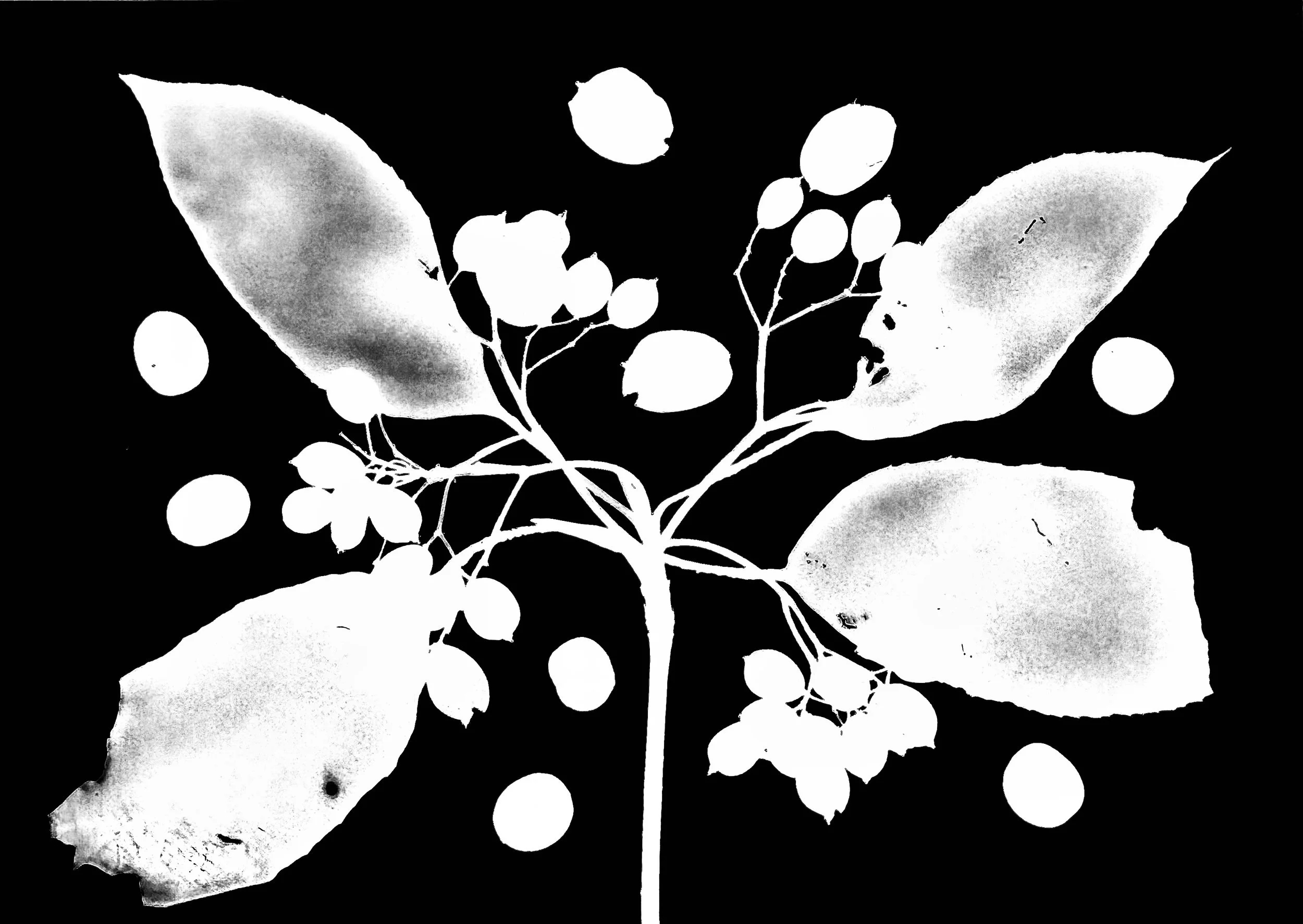 Black Haw seeds  8x10
Viburnum prunifolium