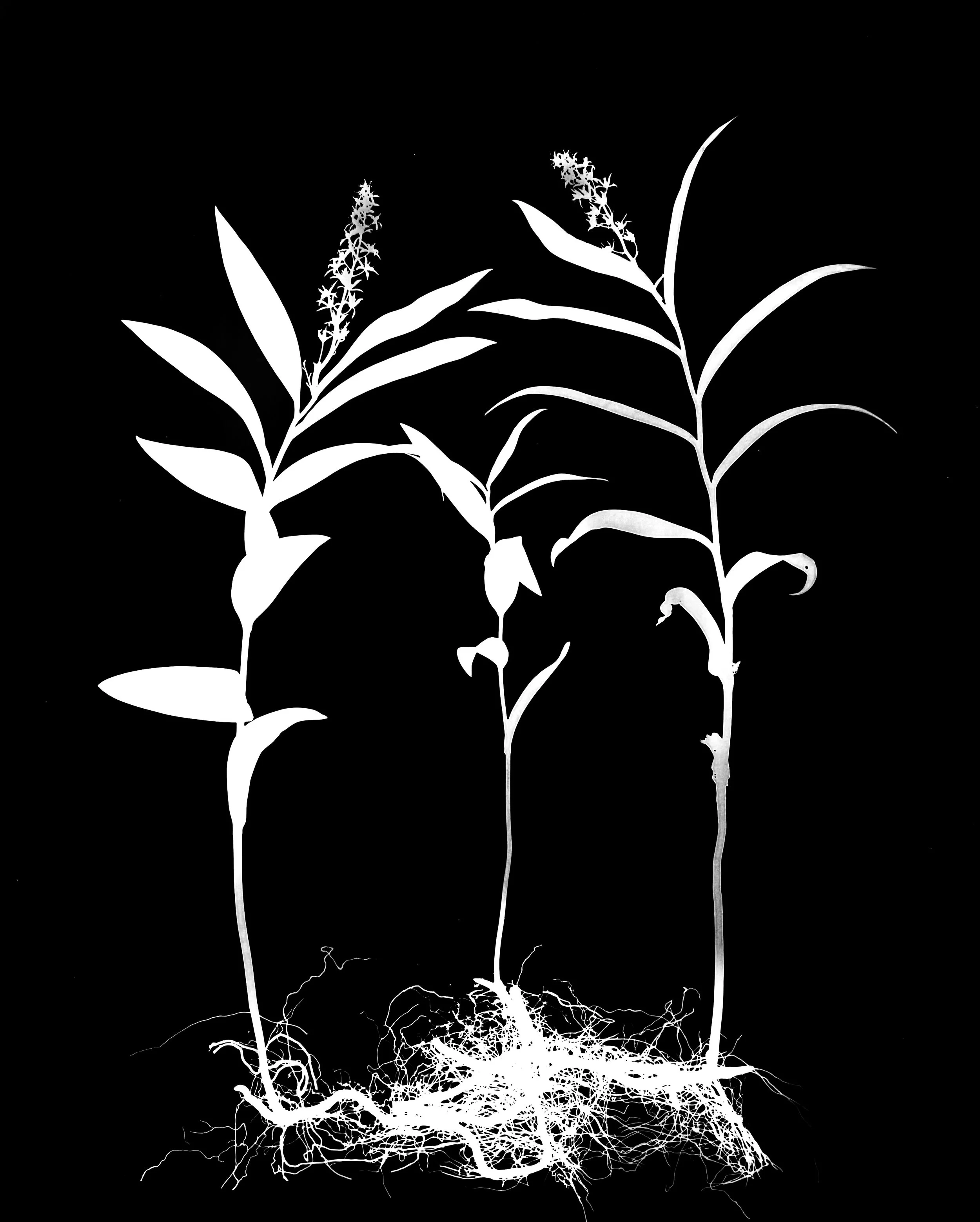 Starry False Solomon's Seal.  
Smilacina stellata.  16x20. 1A