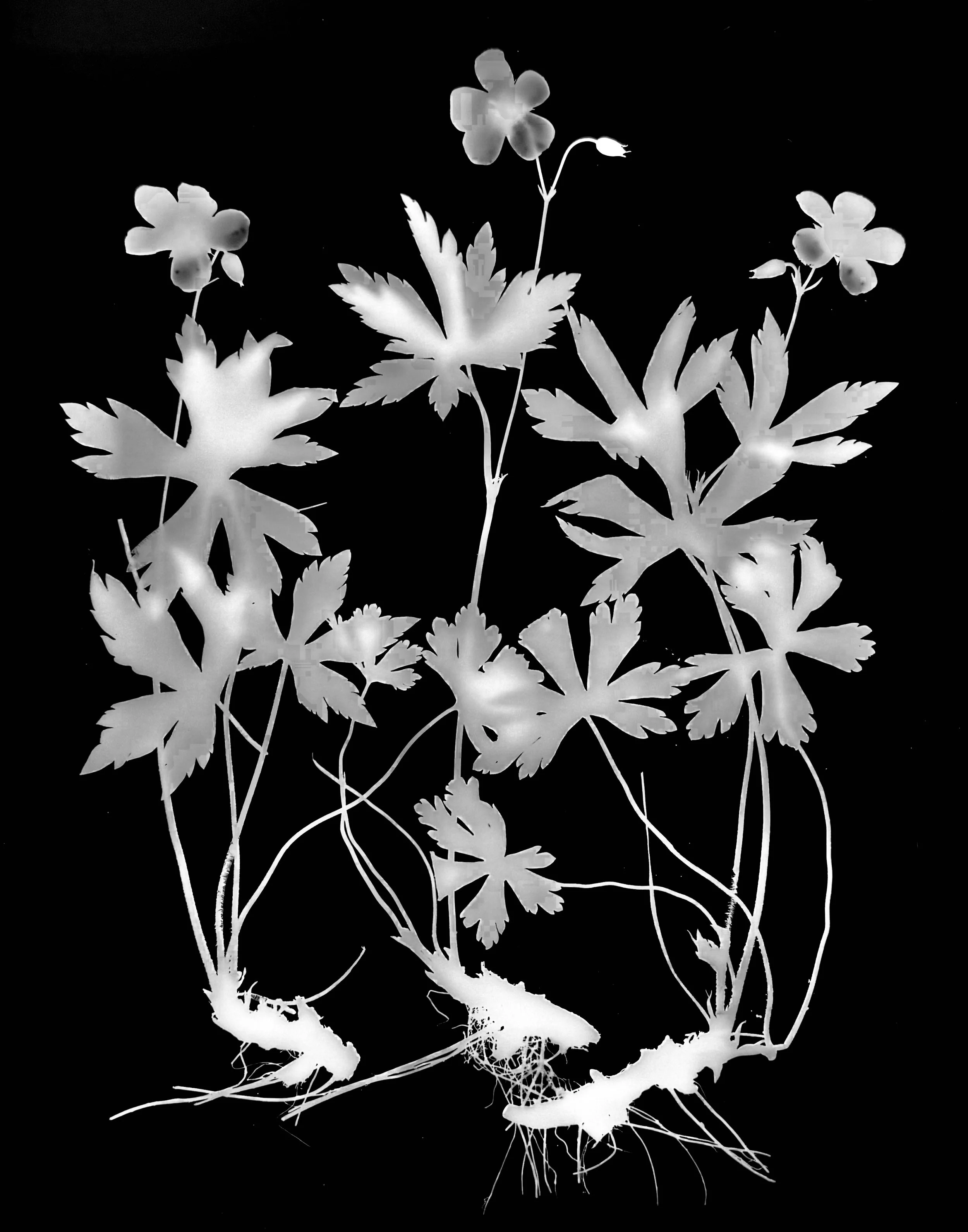 Wild Geranium. 16x20
Geranium maculatum