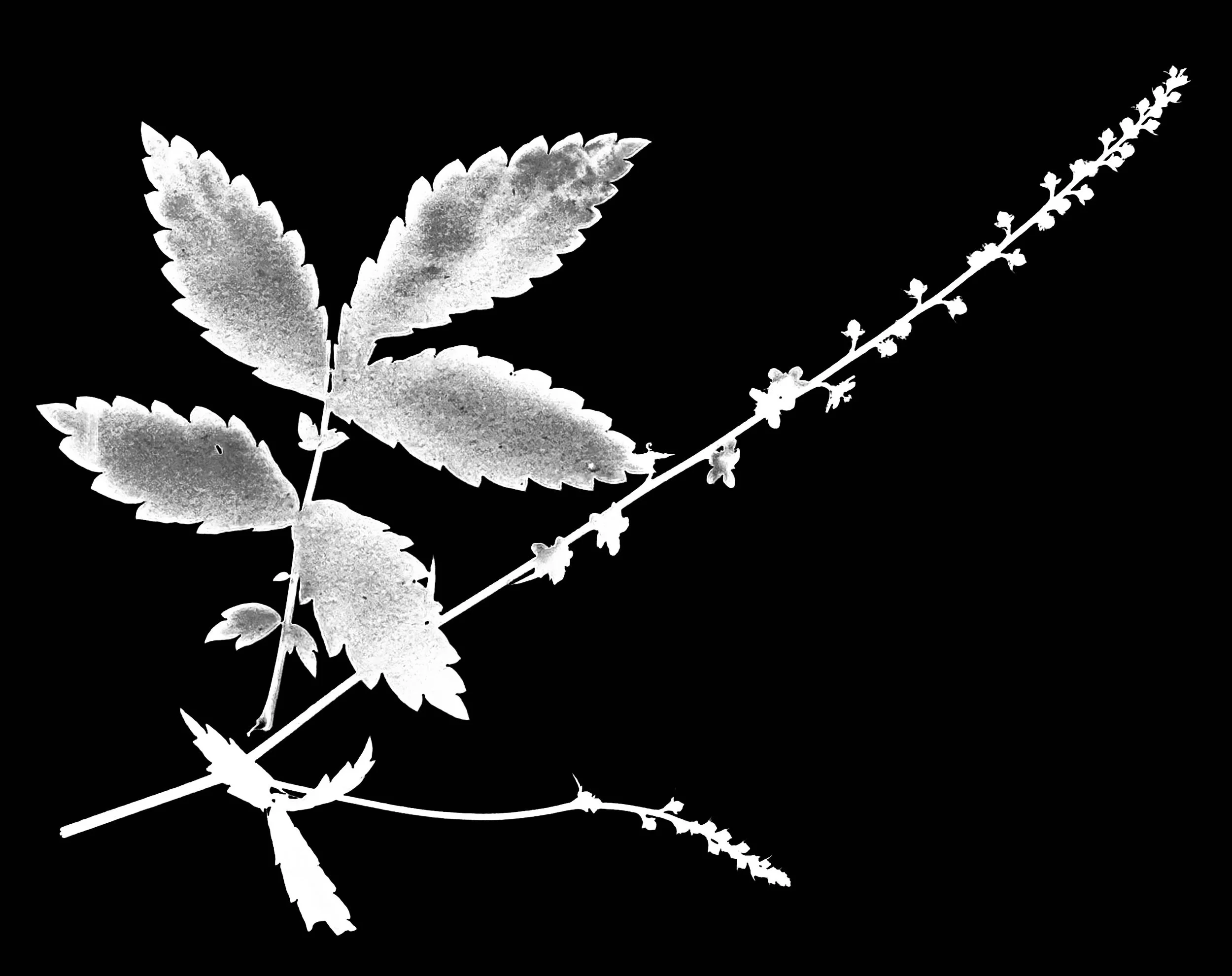 Tall Agrimony. 5x7
Agrimonia gryposepala