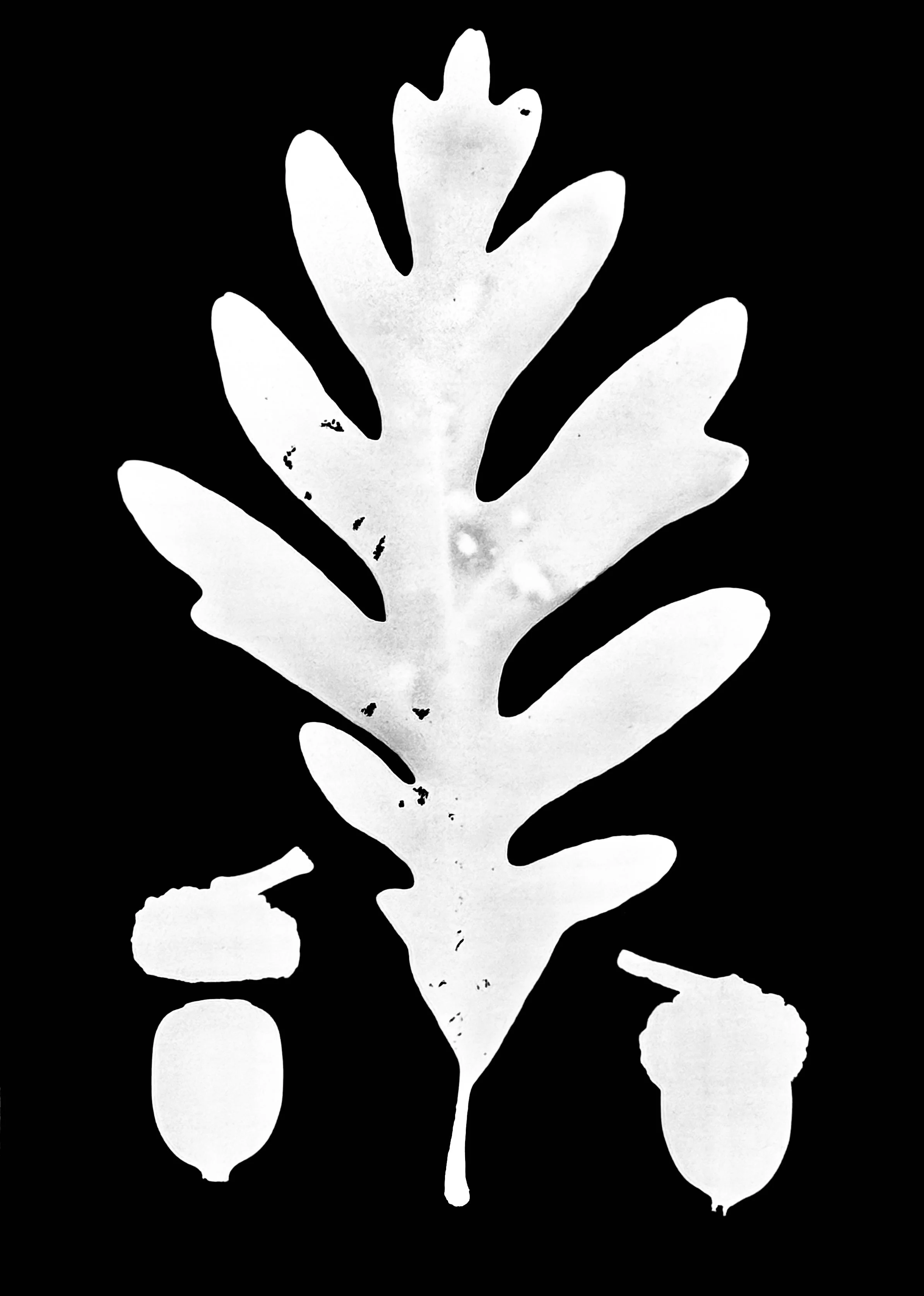 White Oak
Quercus alba
5x7