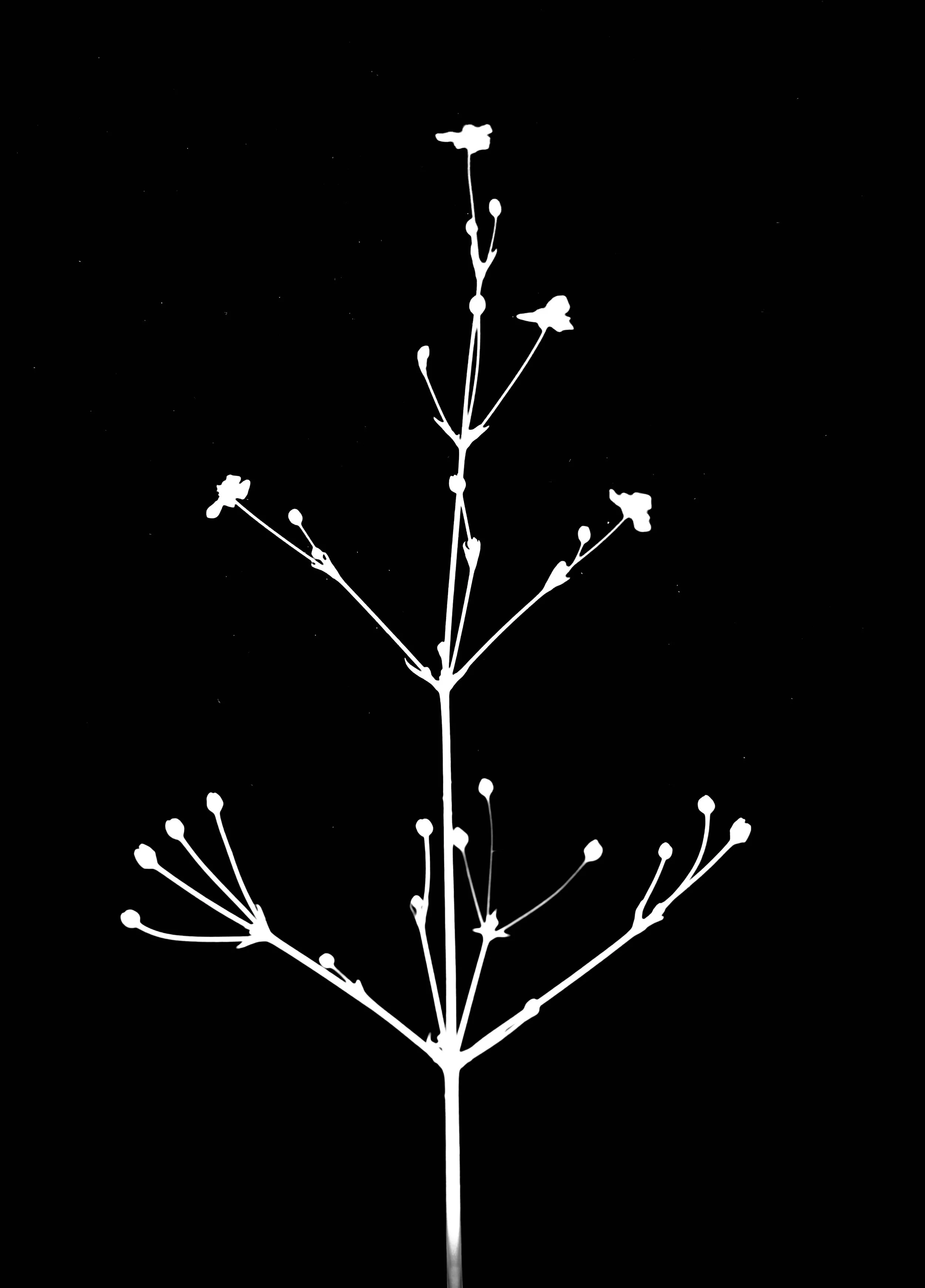 Common water plantain
Alisima subcordatum  5x7