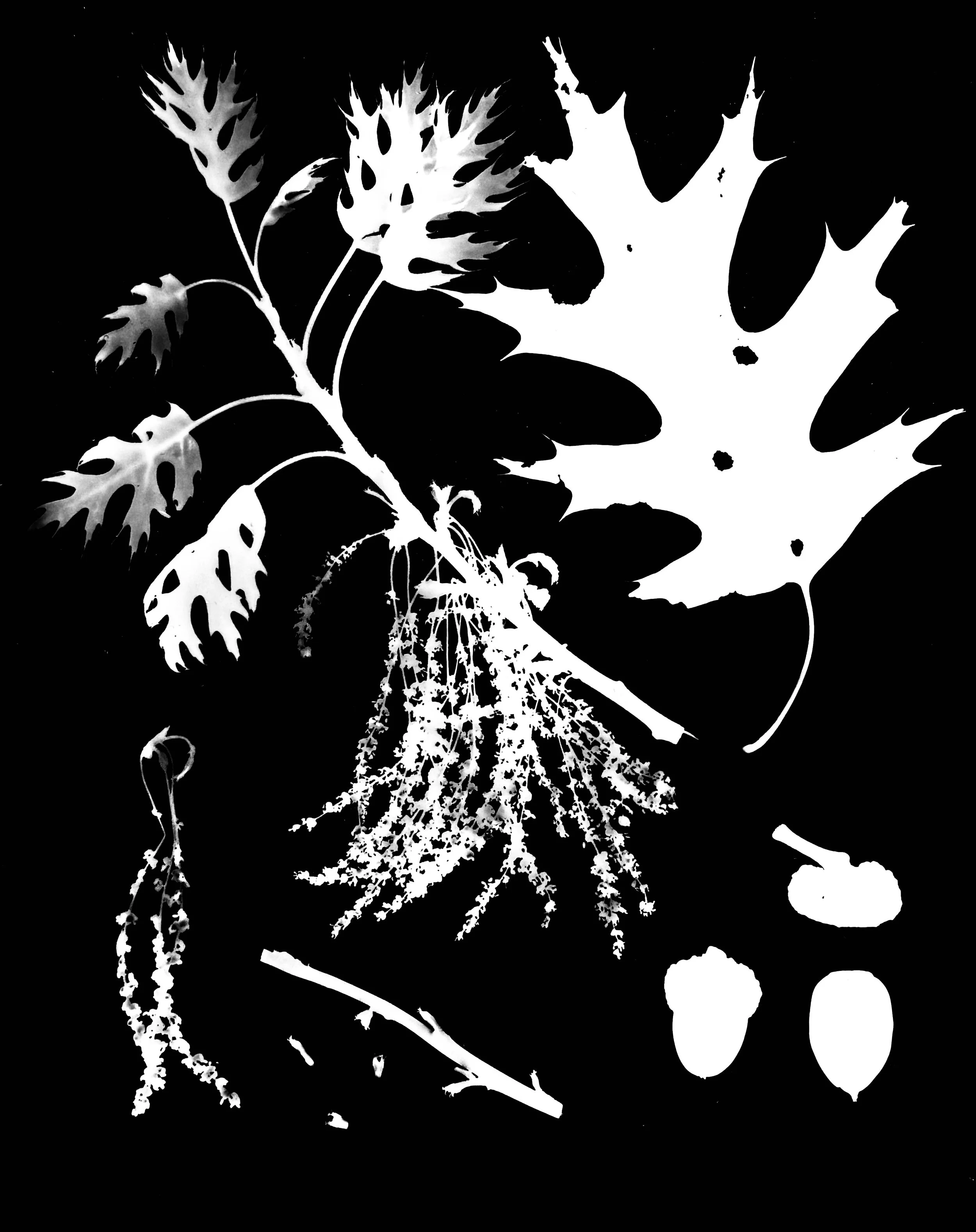 Red Oak life cycle
Quercus rubra
8x10.  1A