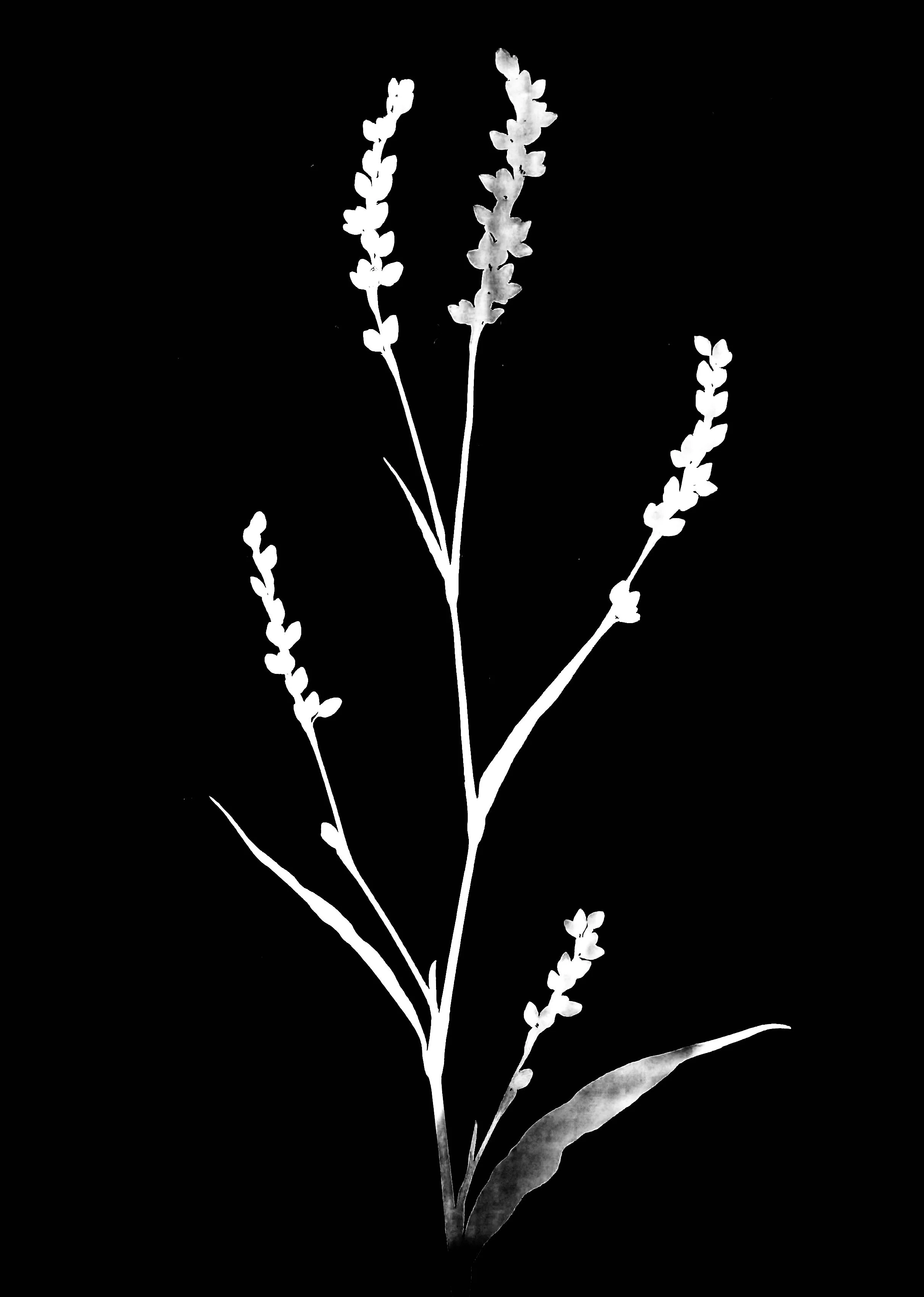 Pinkweed. 5x7
Persicaria pensylvanica