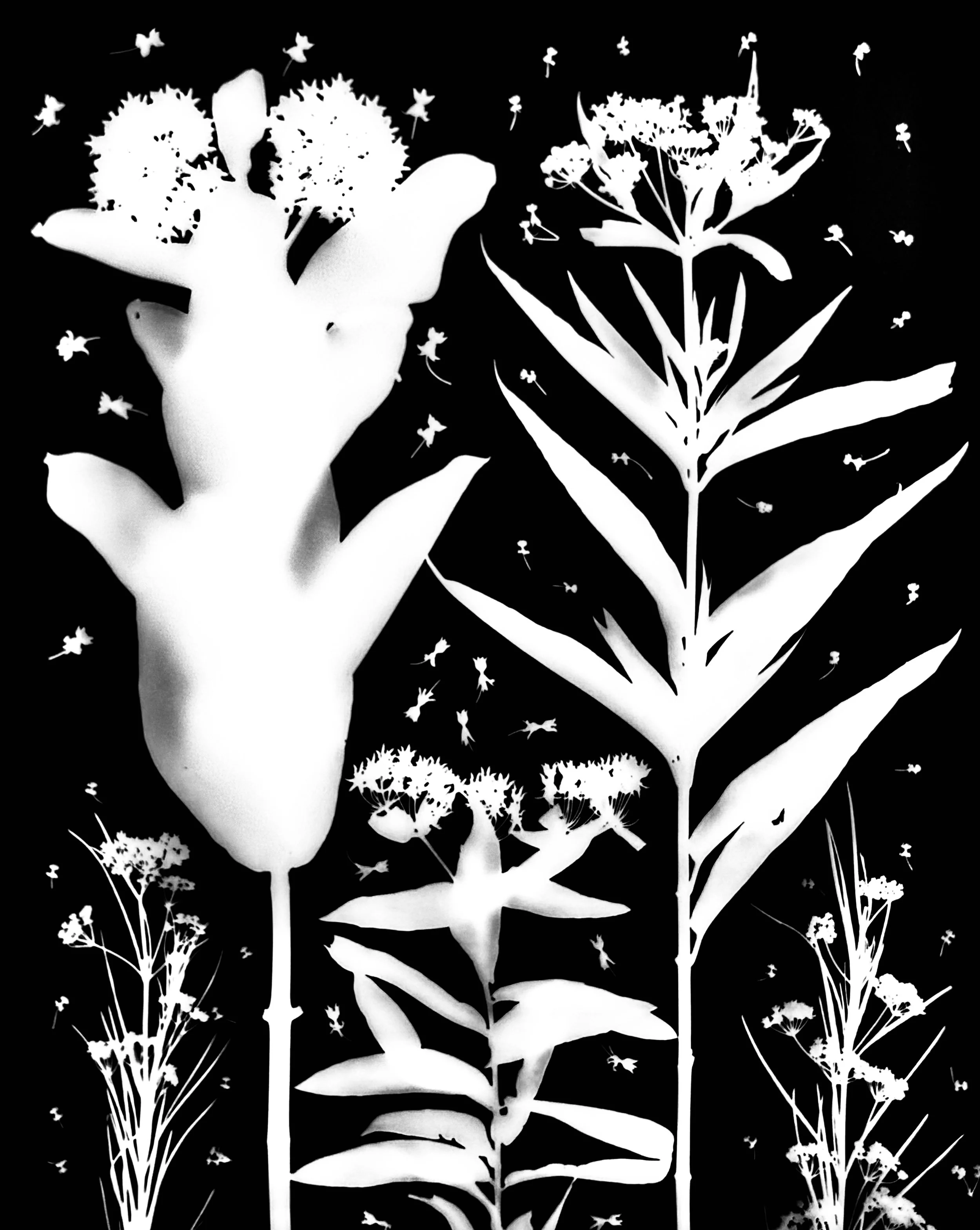 Milkweeds: Whorled, Common, Butterfly weed, swamp, whorled.    
Asclepias (A) verticilatta, A.syriaca, A.tuberosa, A. incarnata, A. verticilatta.    20x24