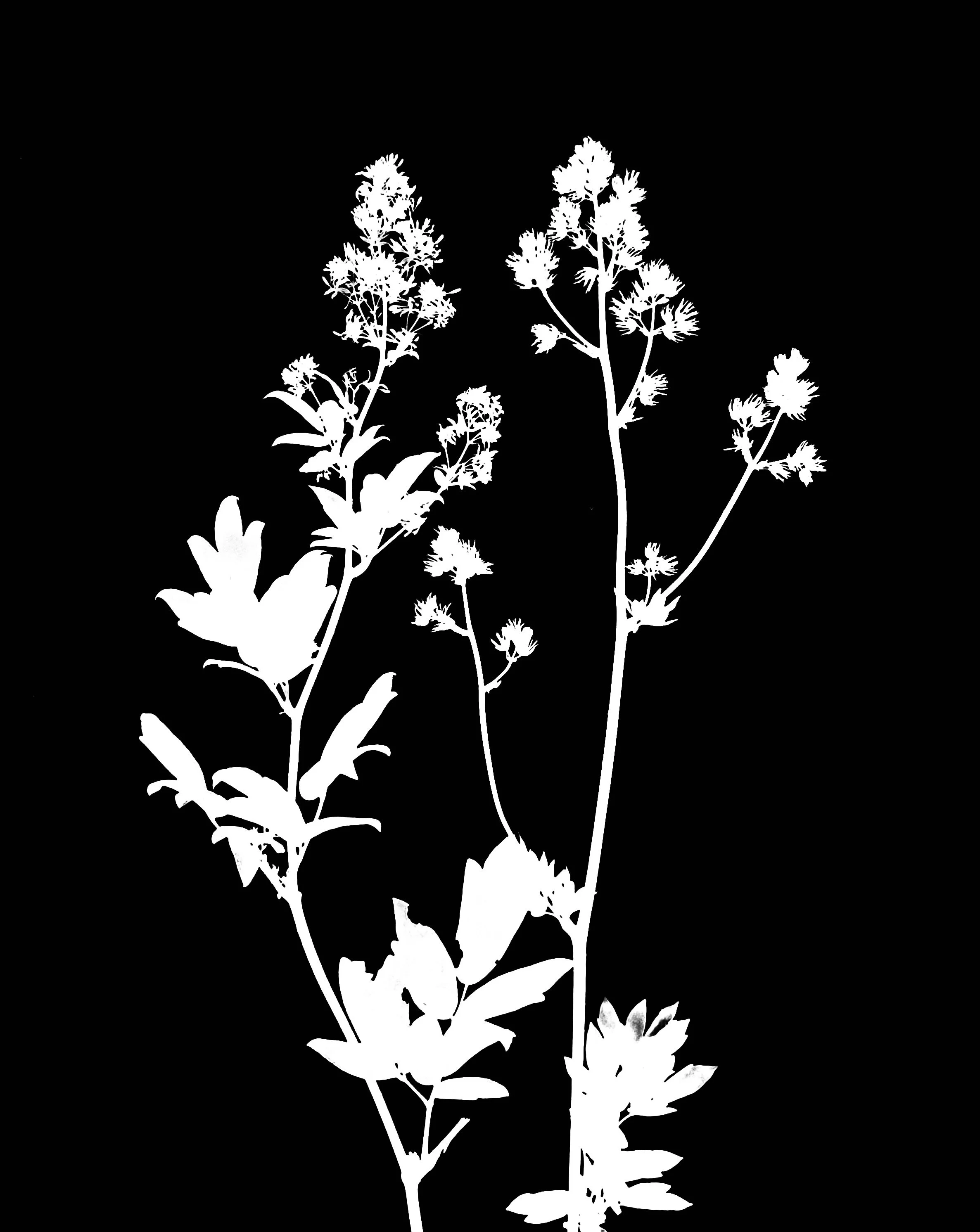 Purple meadow rue  5x7
Thalictrum dasycarpum  
Male- Left,   Female- Right