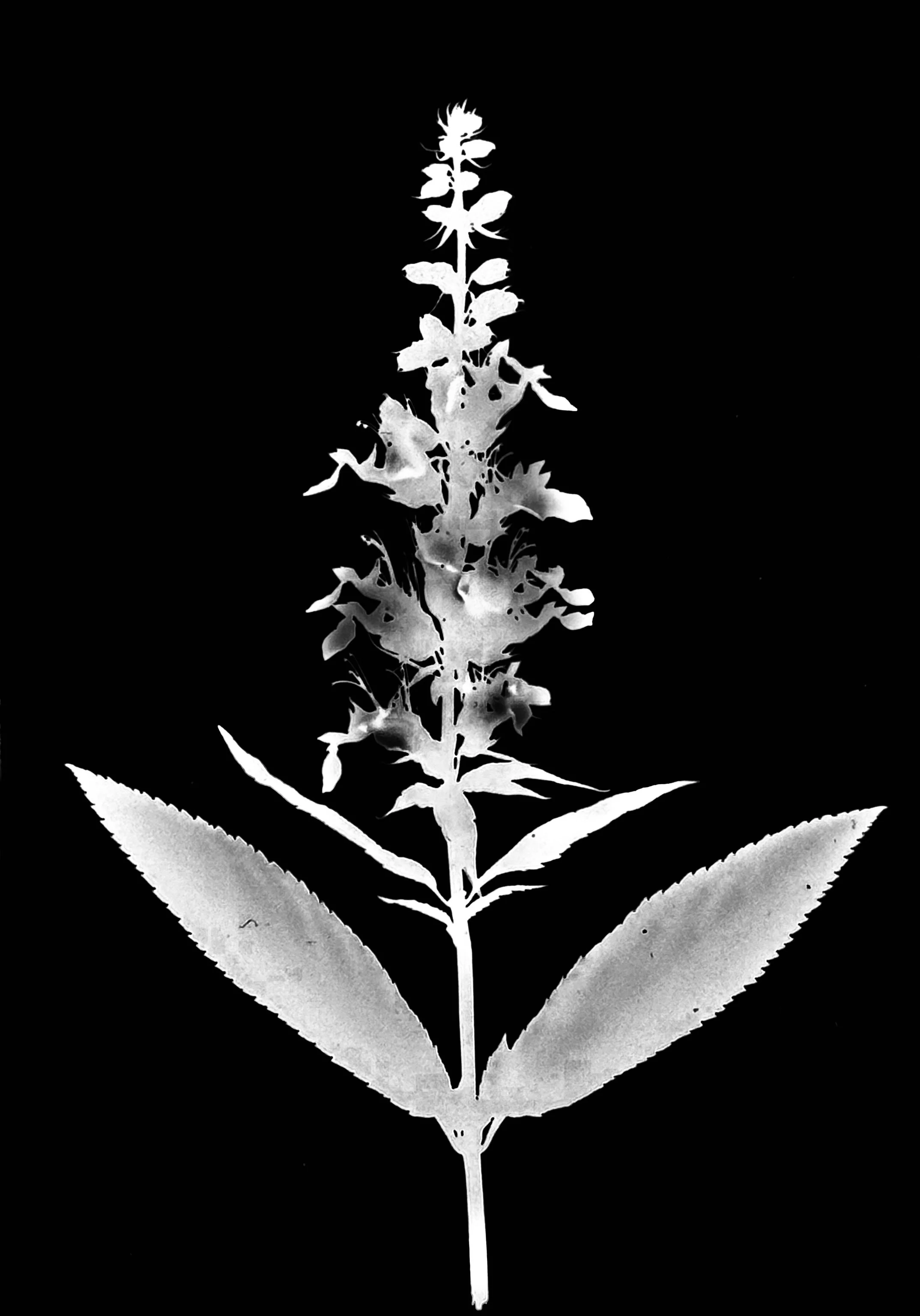 Canadian germanda
Teucrium canadense. 5x7
