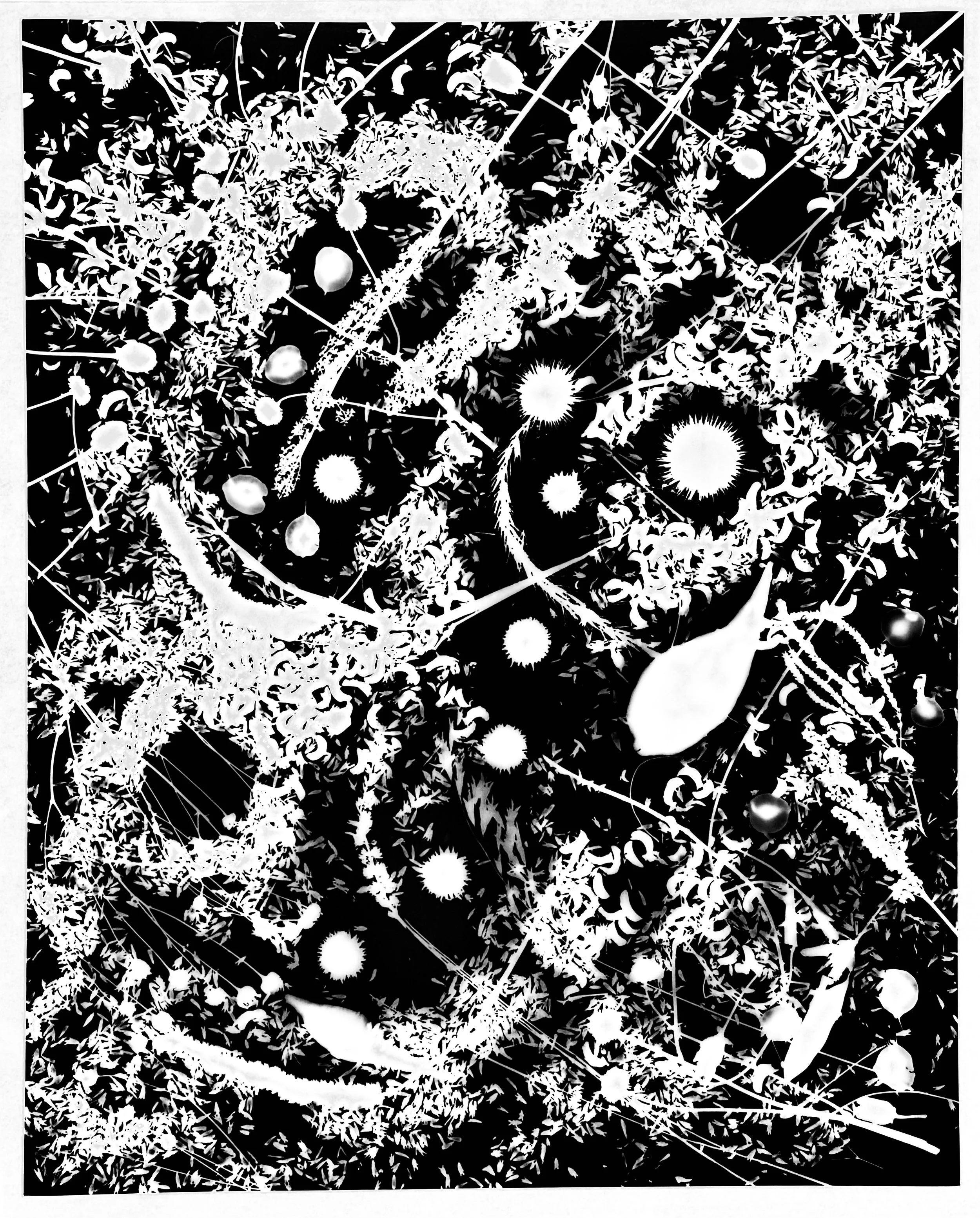 Native seed heads, NE Illinois
16x20
