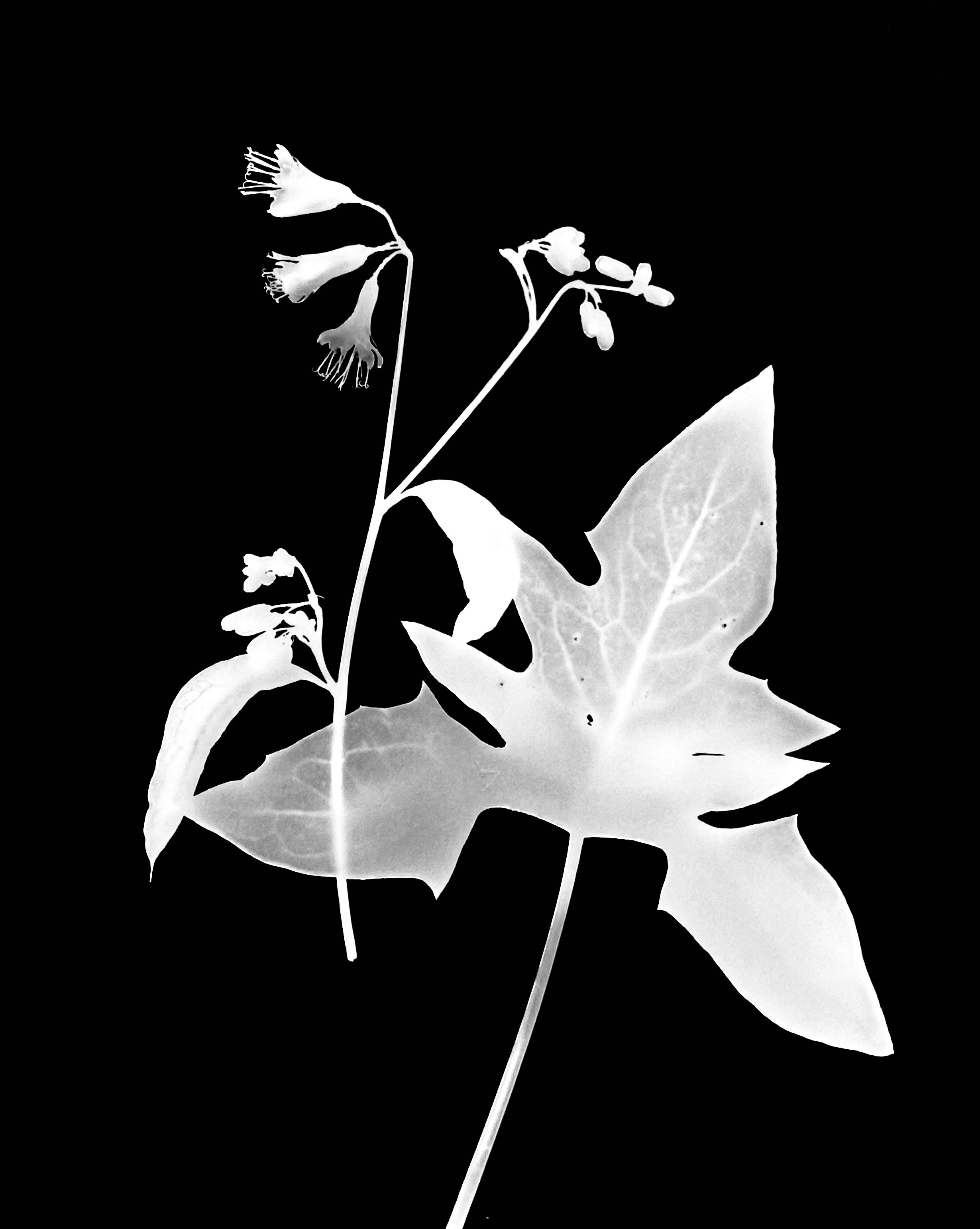 White lettuce. 8x10
Prenanthes alba