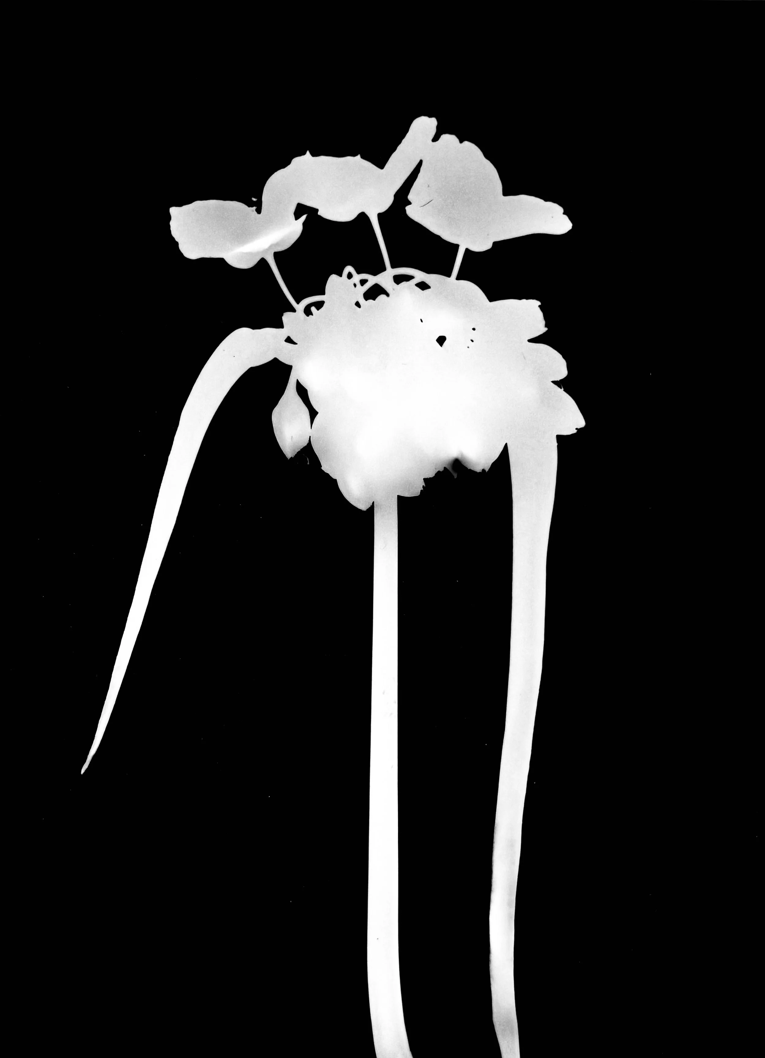 Common spiderwort.    5x7
Tradescantia ohiensis