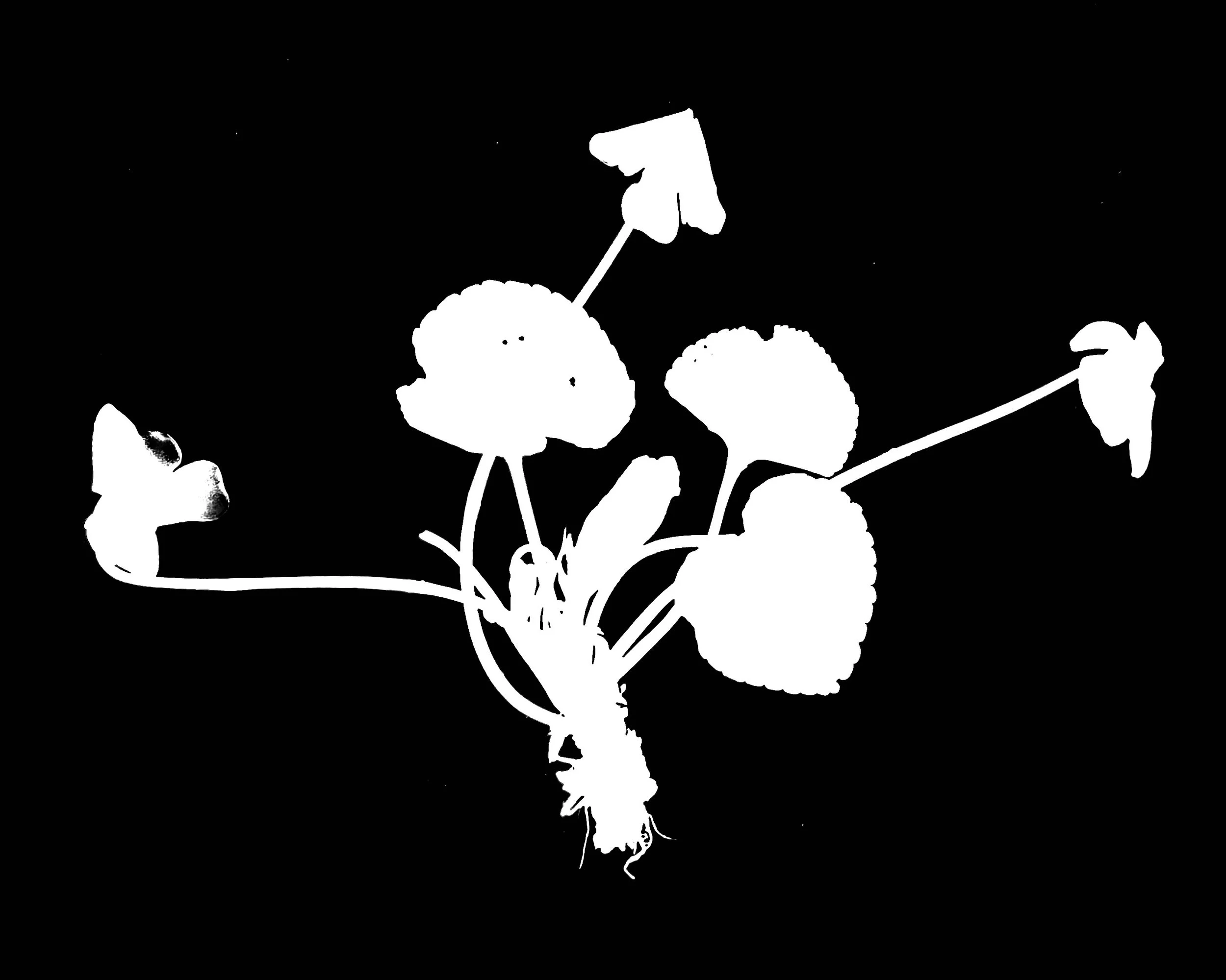 Common blue violet
Viola sororia. 5x7