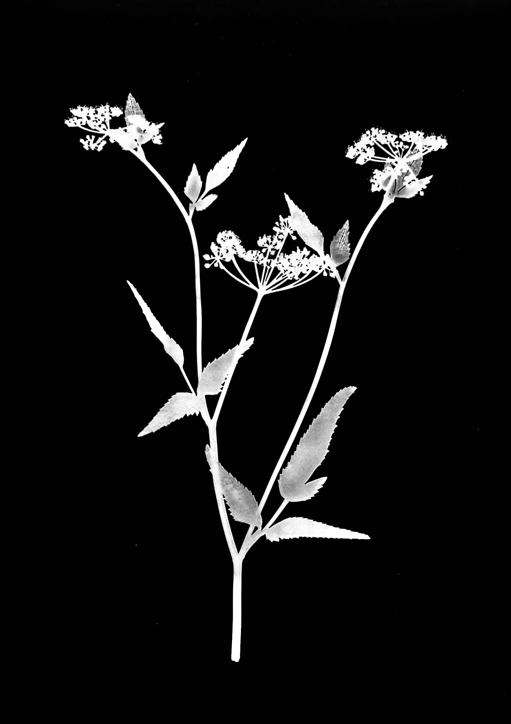 Meadow parsnip. 5x7
Thaspium trifoliatum