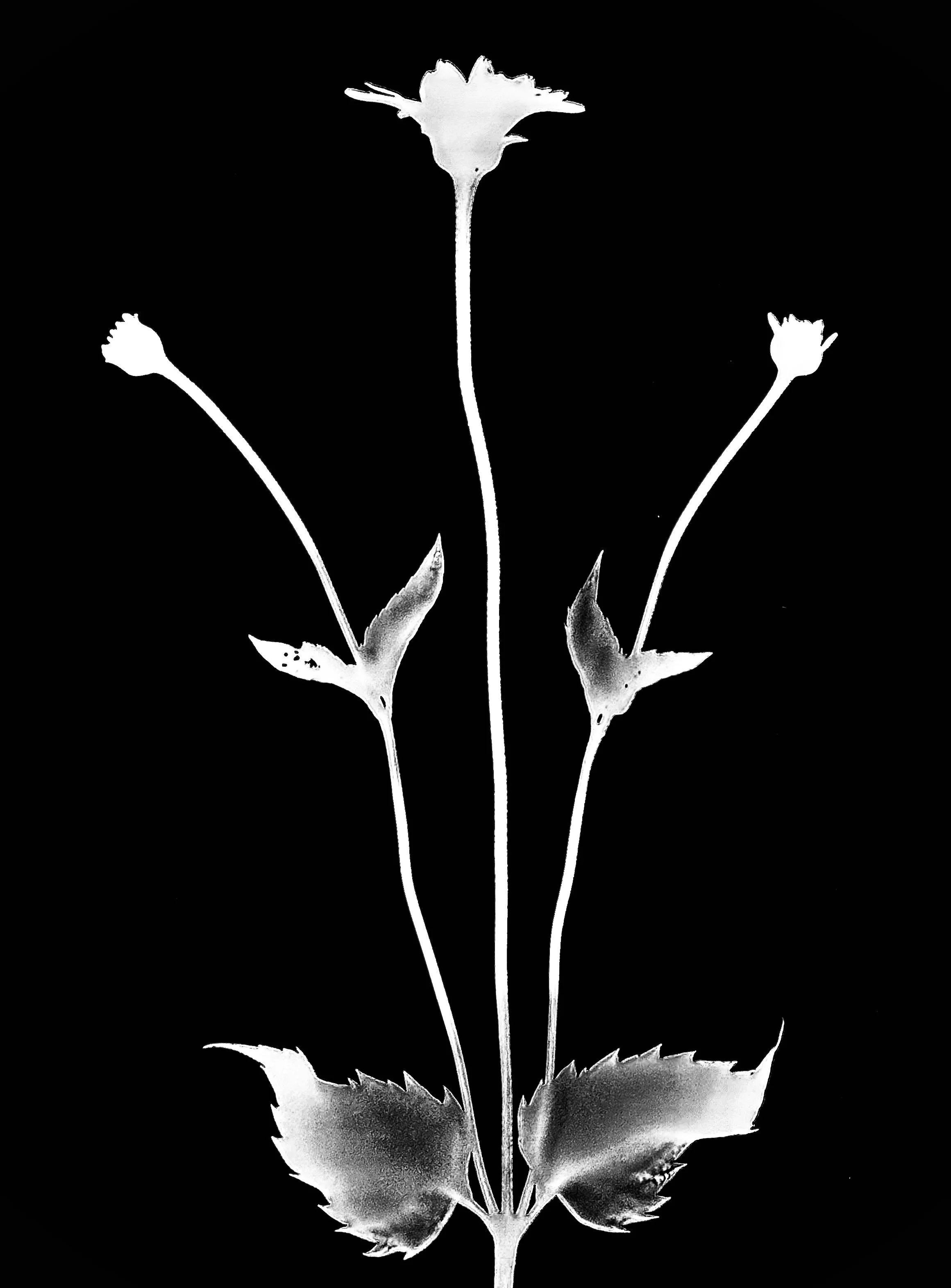 False sunflower 5x7
Heliopolis helianthoides