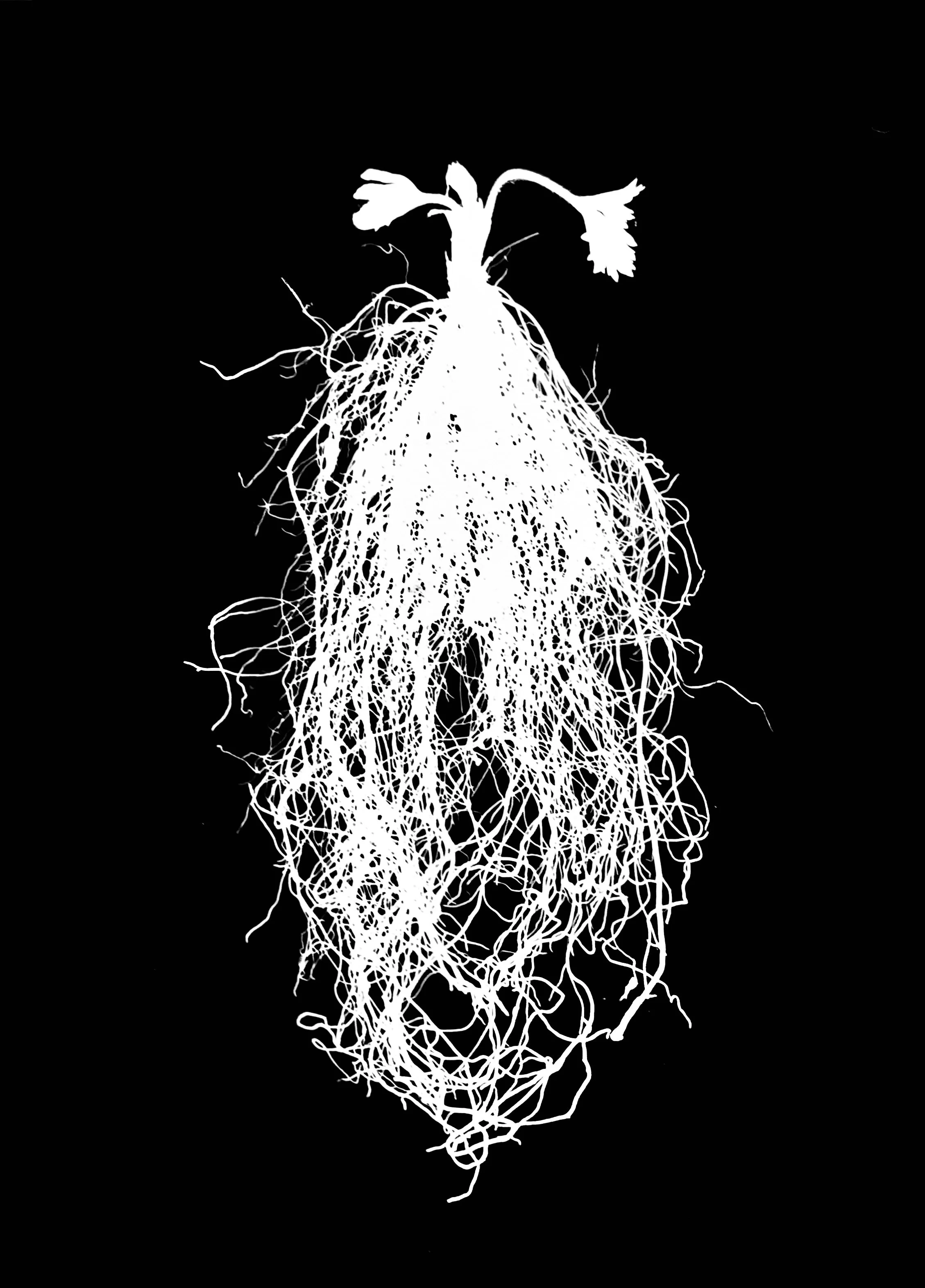 Wild Columbine. 8x10
Aquiligea canadensis