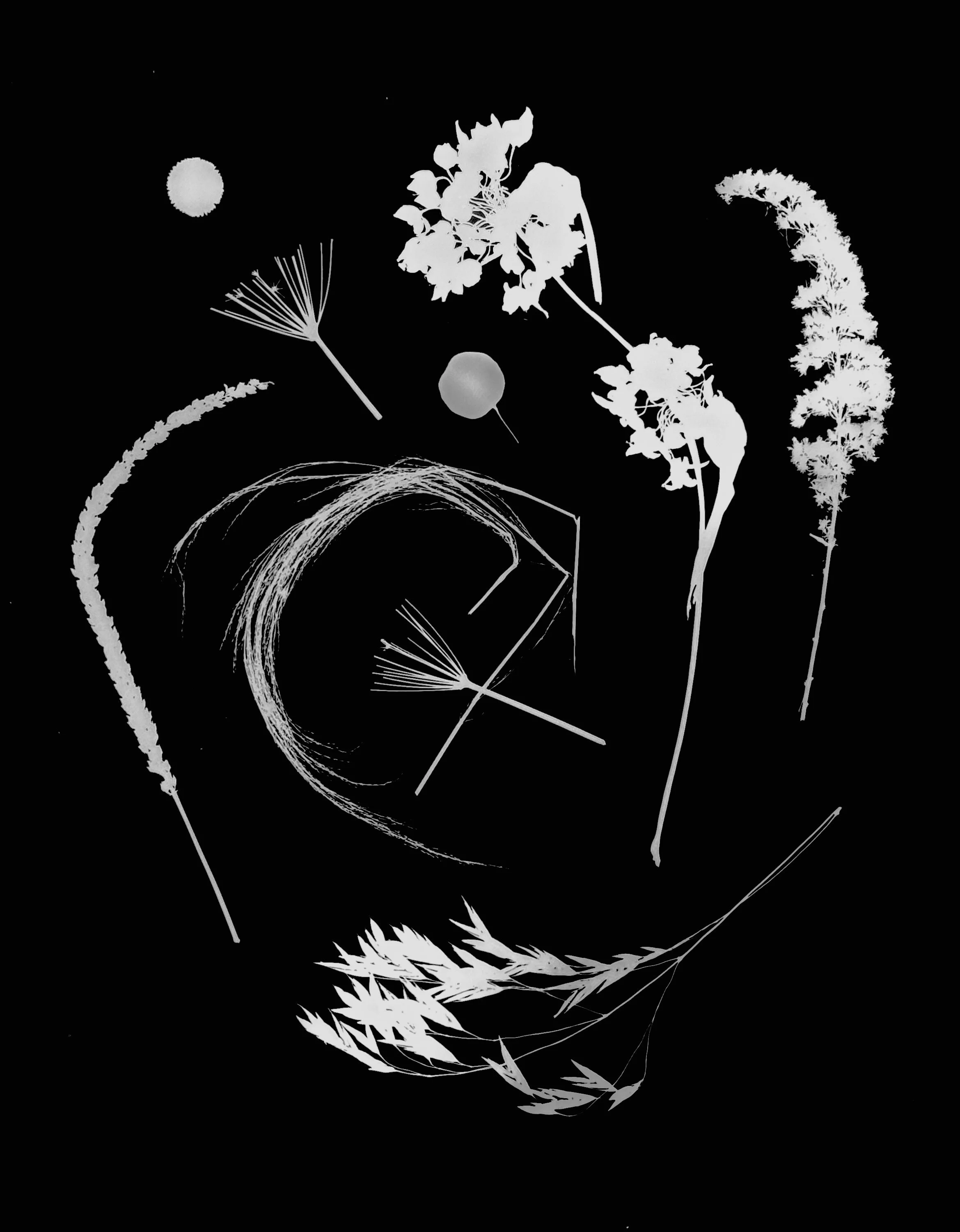 Native leaves, flowers and seeds, NE Illinois
11x14