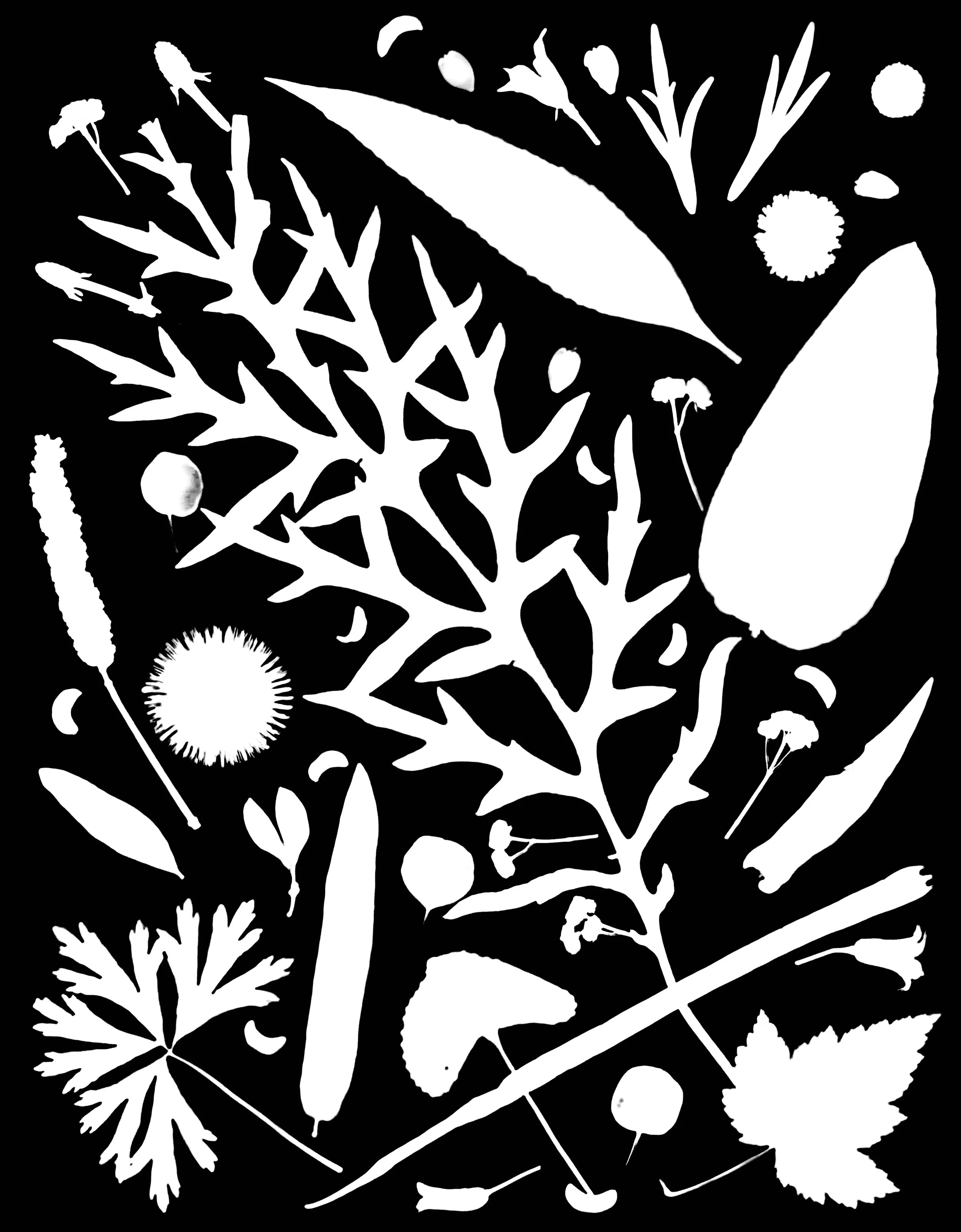 Native leaves, flowers and seeds, NE Illinois
20x24.   1A