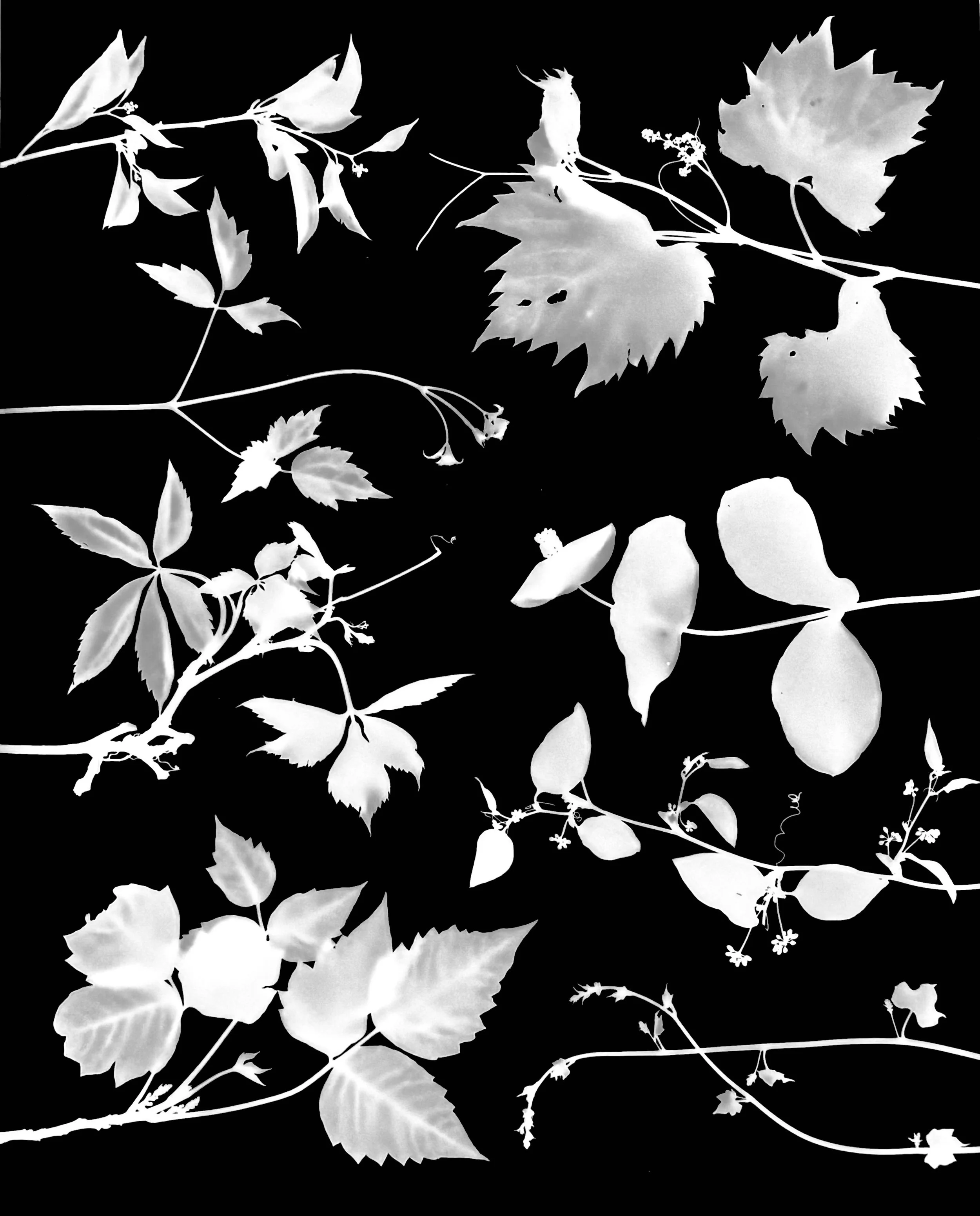Early Bloom on Native Vines, NE Illinois
CW from Upper Right  :  Riverbank Grape,
Yellow Honeysuckle, Bristly Cat Brier, 
Moon seed, Poison Ivy, Virginia Creeper,
Virgin's Bower, Climbing Bittersweet
CW From Upper Right  :  Vitis riparia,
Lonicera re