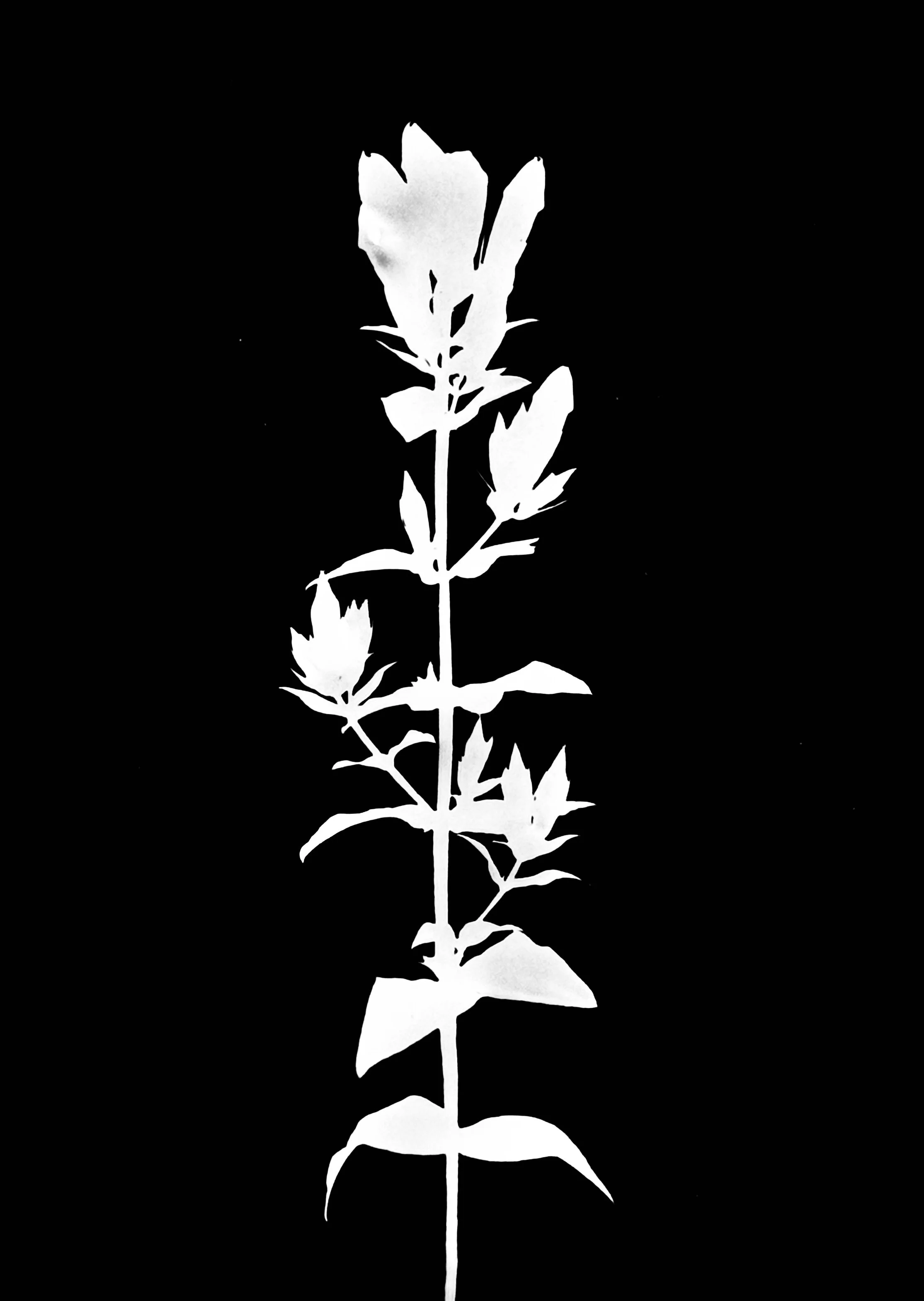 Stiff Gentian. 5x7
Gentianella quinquefolia