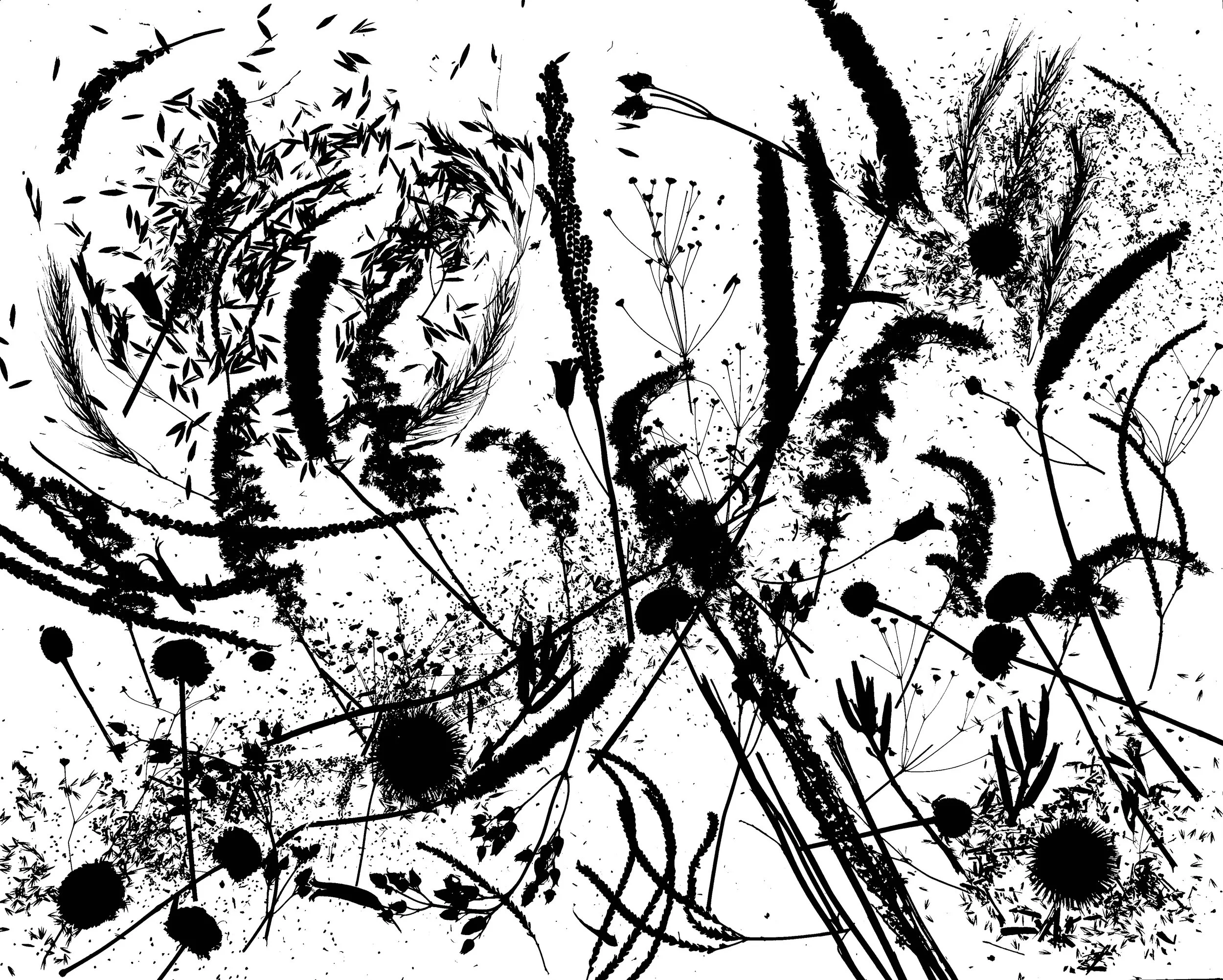 Native seed heads, NE Illinois
16x20.  1B