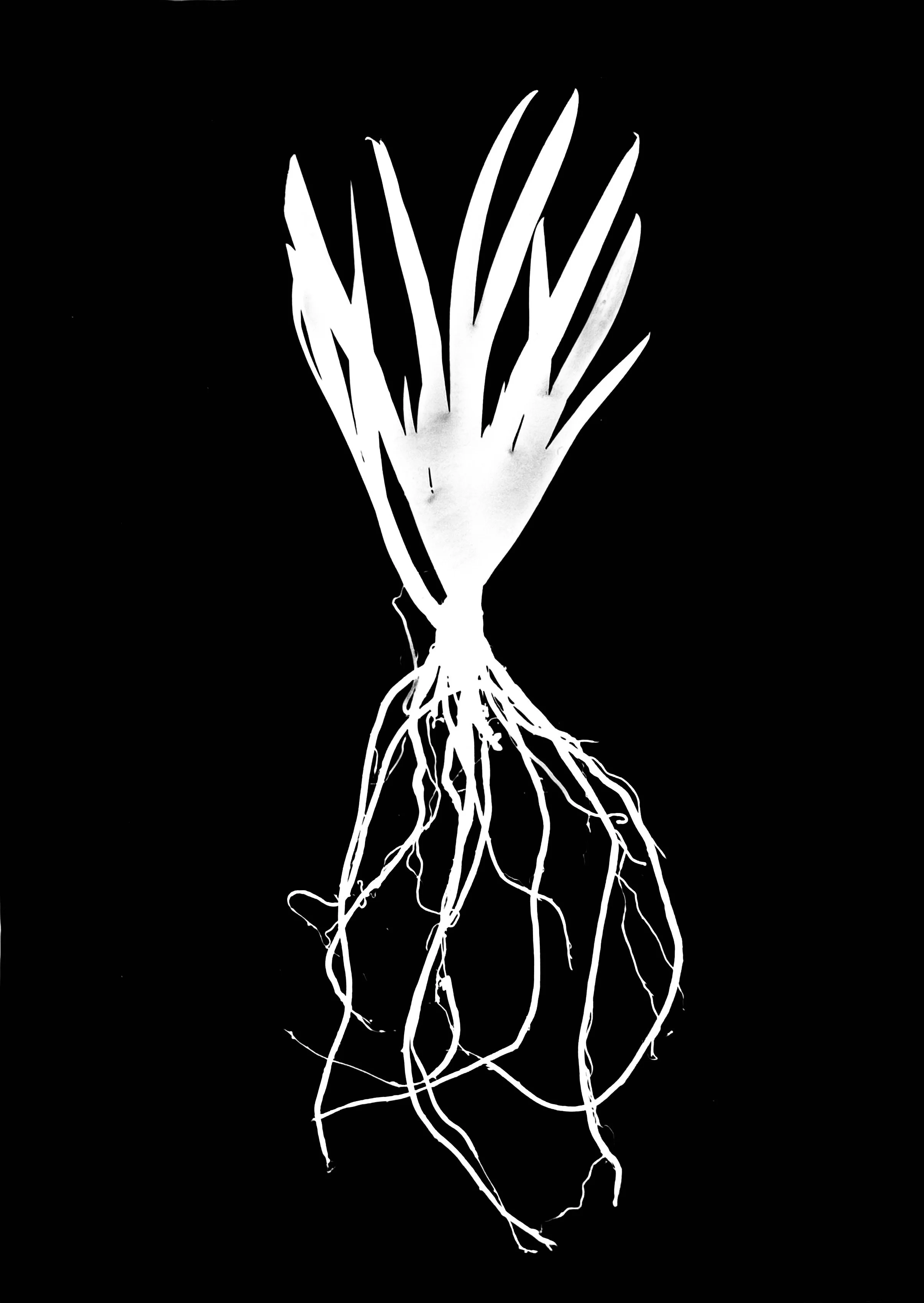 Stout Blue-Eyed Grass. 8x10
Sisyrinchium angustifolium