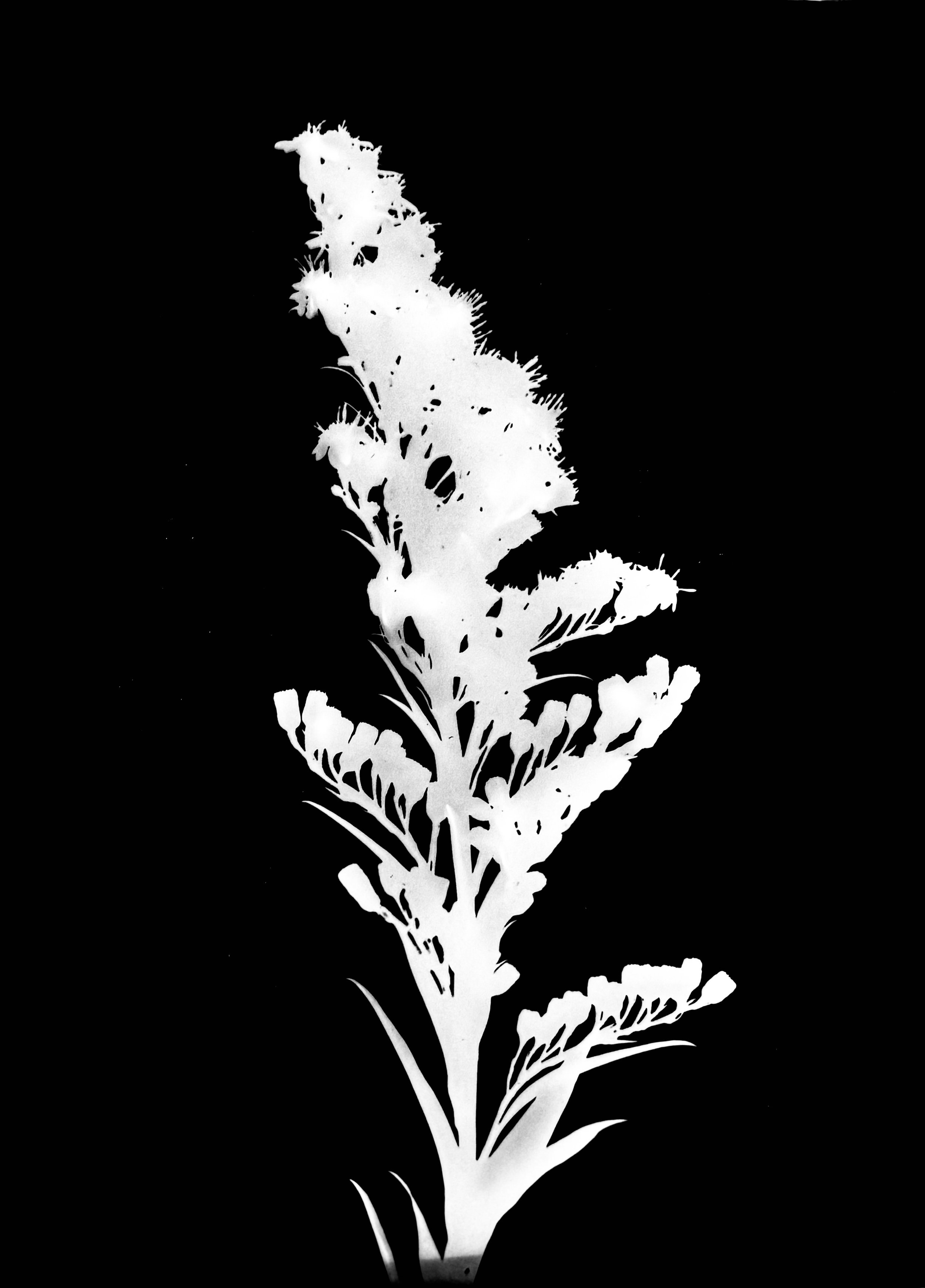 Seaside goldenrod
Solidago sempervirens
non native  5x7