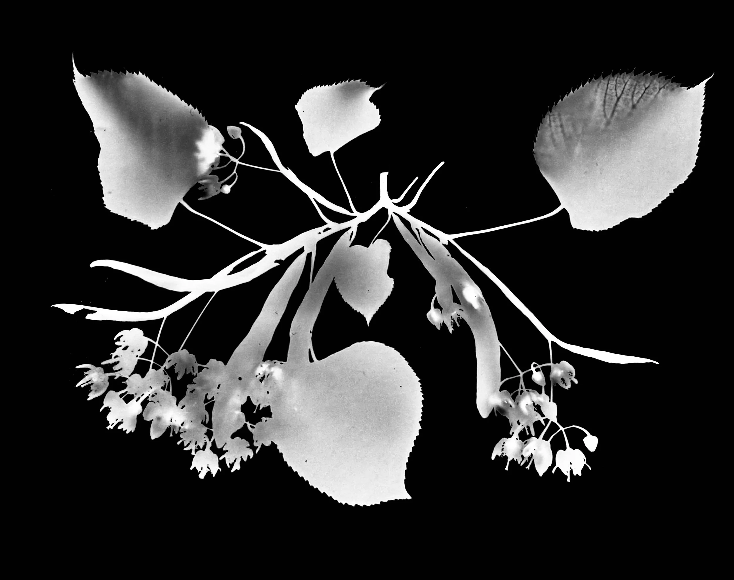 American linden/basswood
Tilia  Americana.    8x10