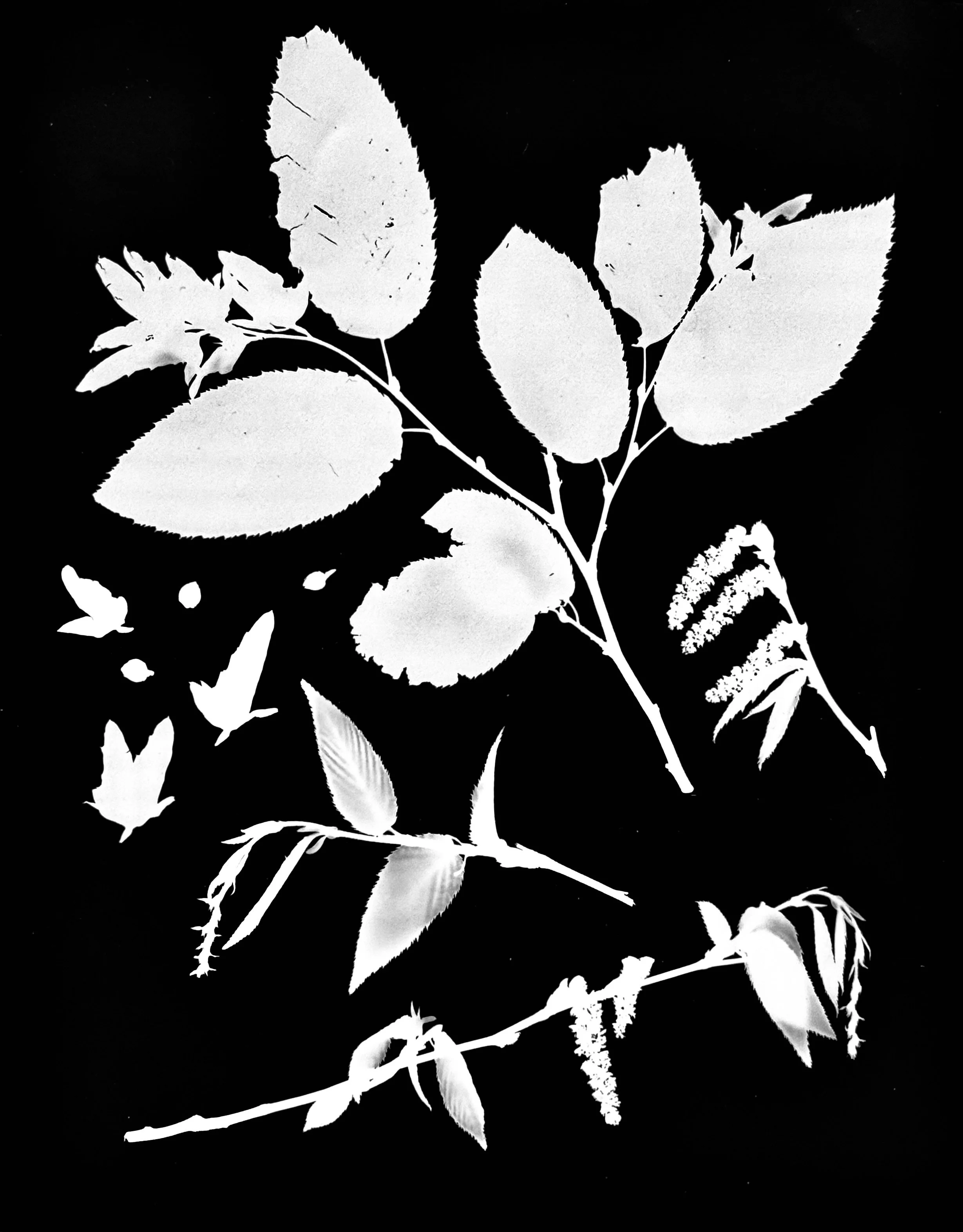 Musclewood/Blue Beech
Life Cycle
Carpinus carolinians. 8x10