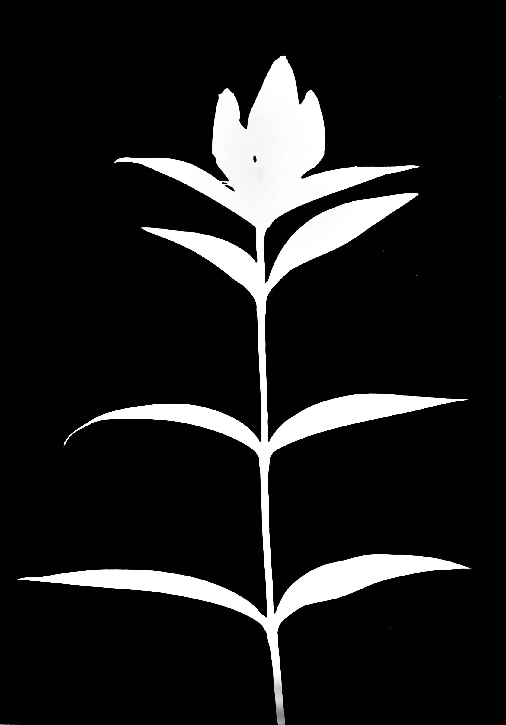 Closed/bottle gentian
Gentiana andrewsii. 5x7