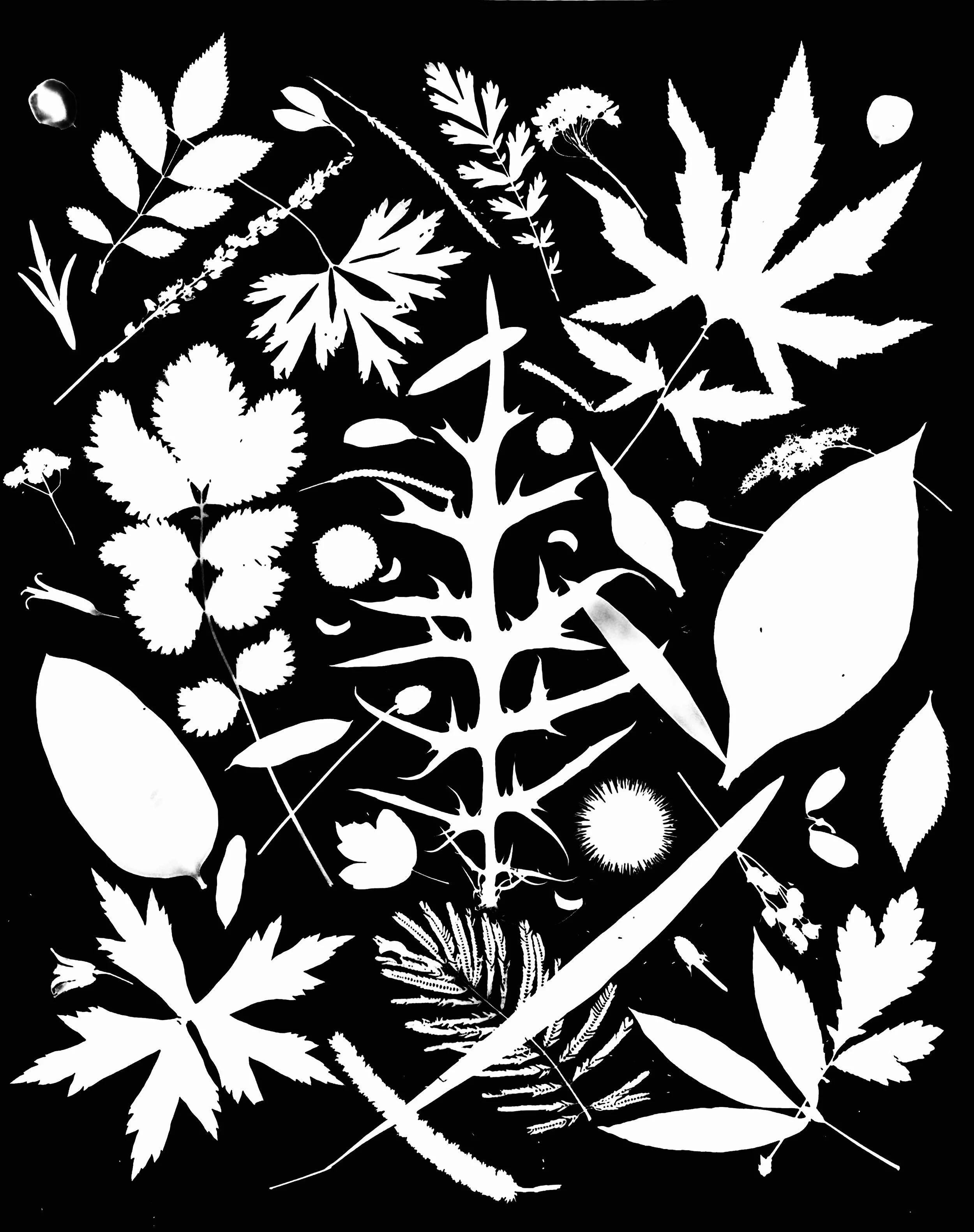 Native leaves, flowers and seeds, NE Illinois
16x20