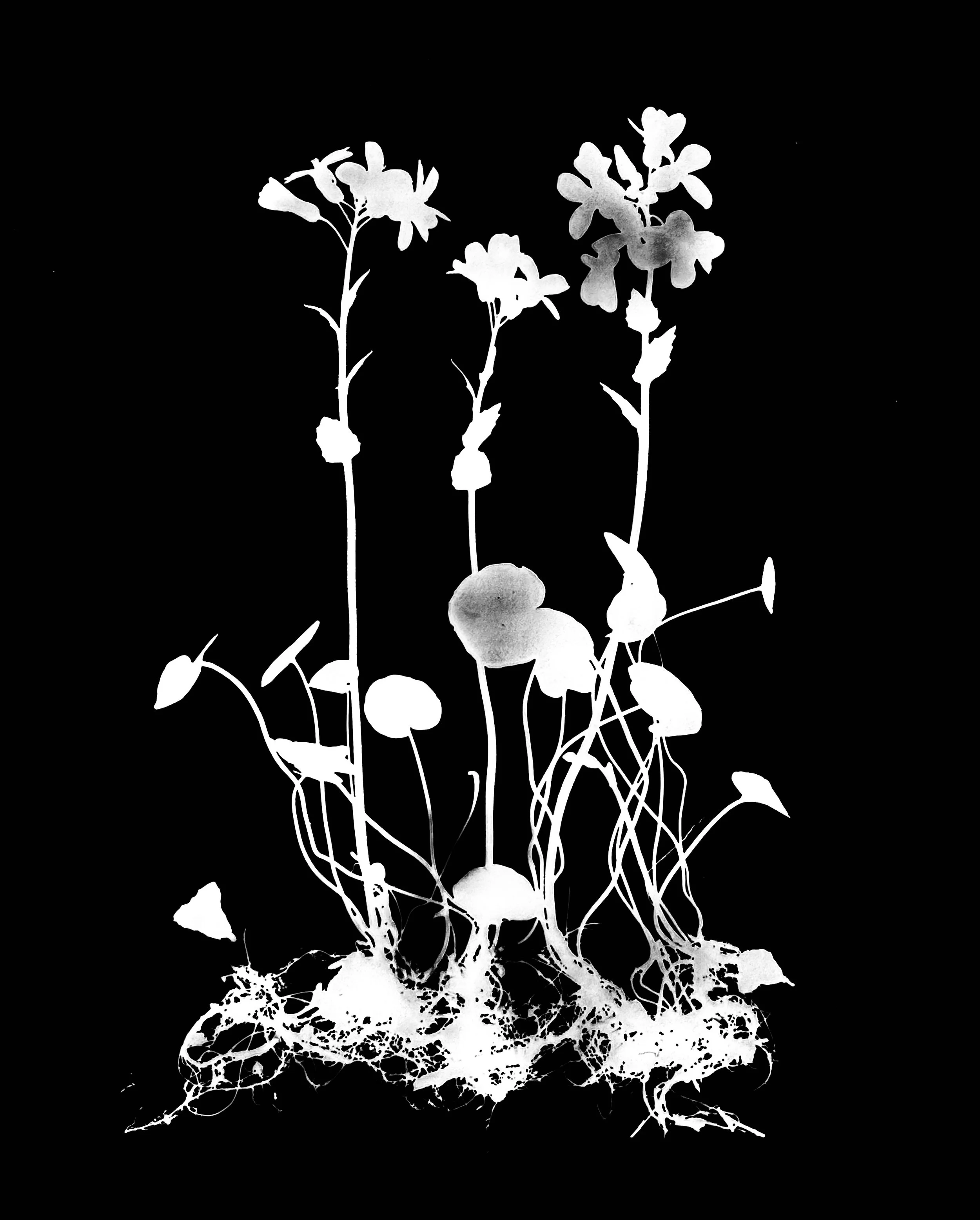 Purple Cress. 11x14
Cardamine douglassii