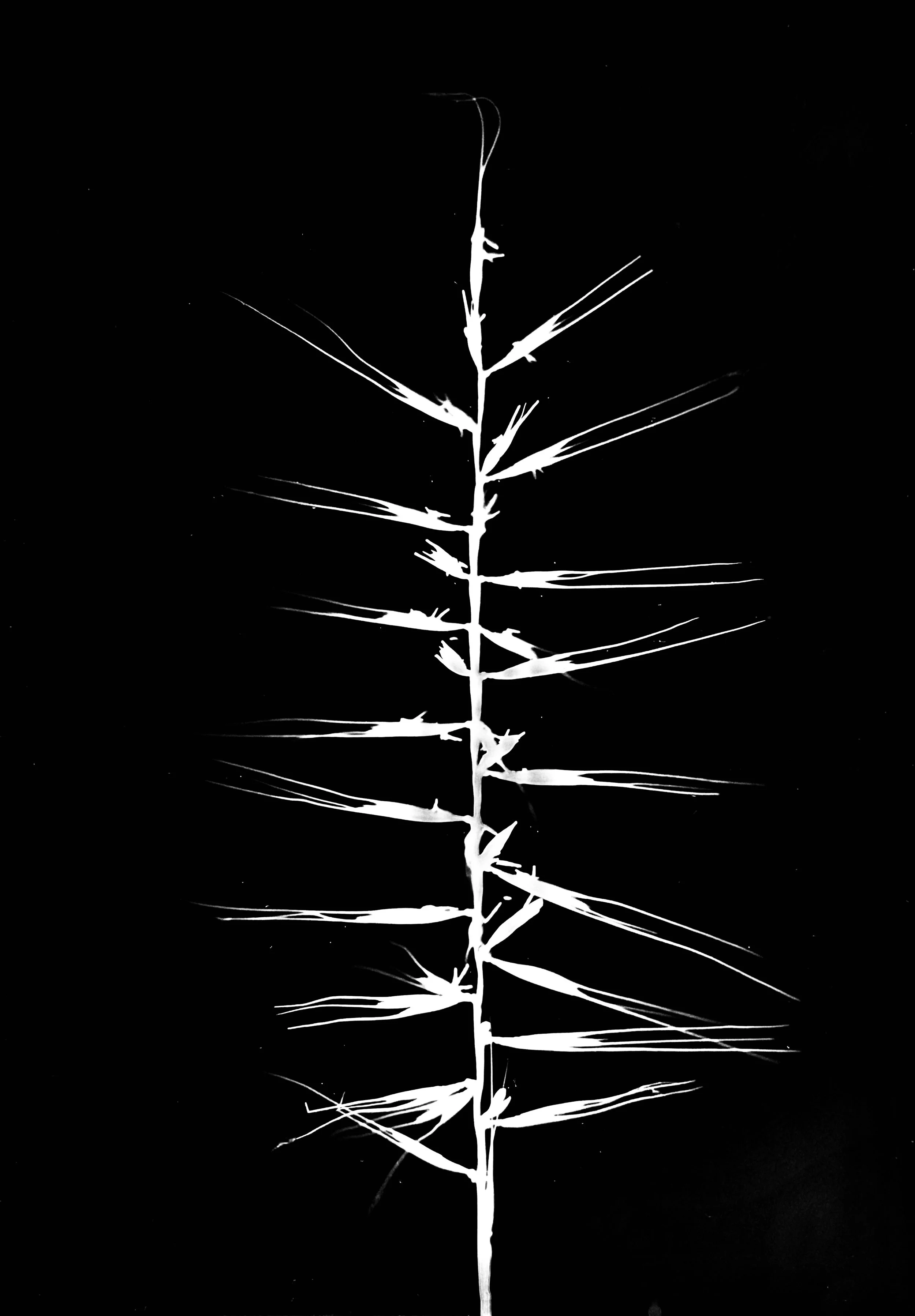 Bottlebrush Grass.    5x7
Hystrix spatula