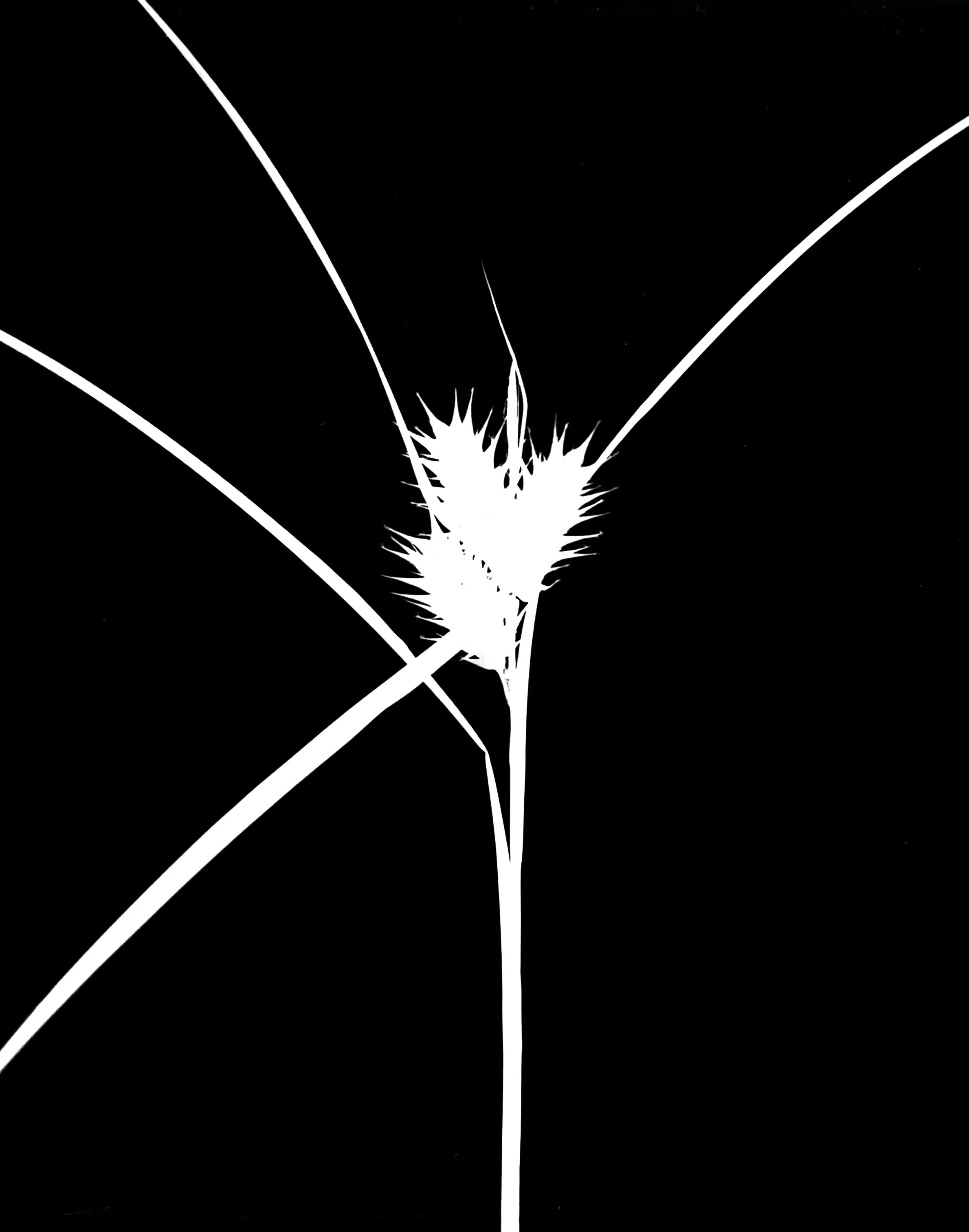 Common hop sedge. 5x7
Carex lupulina