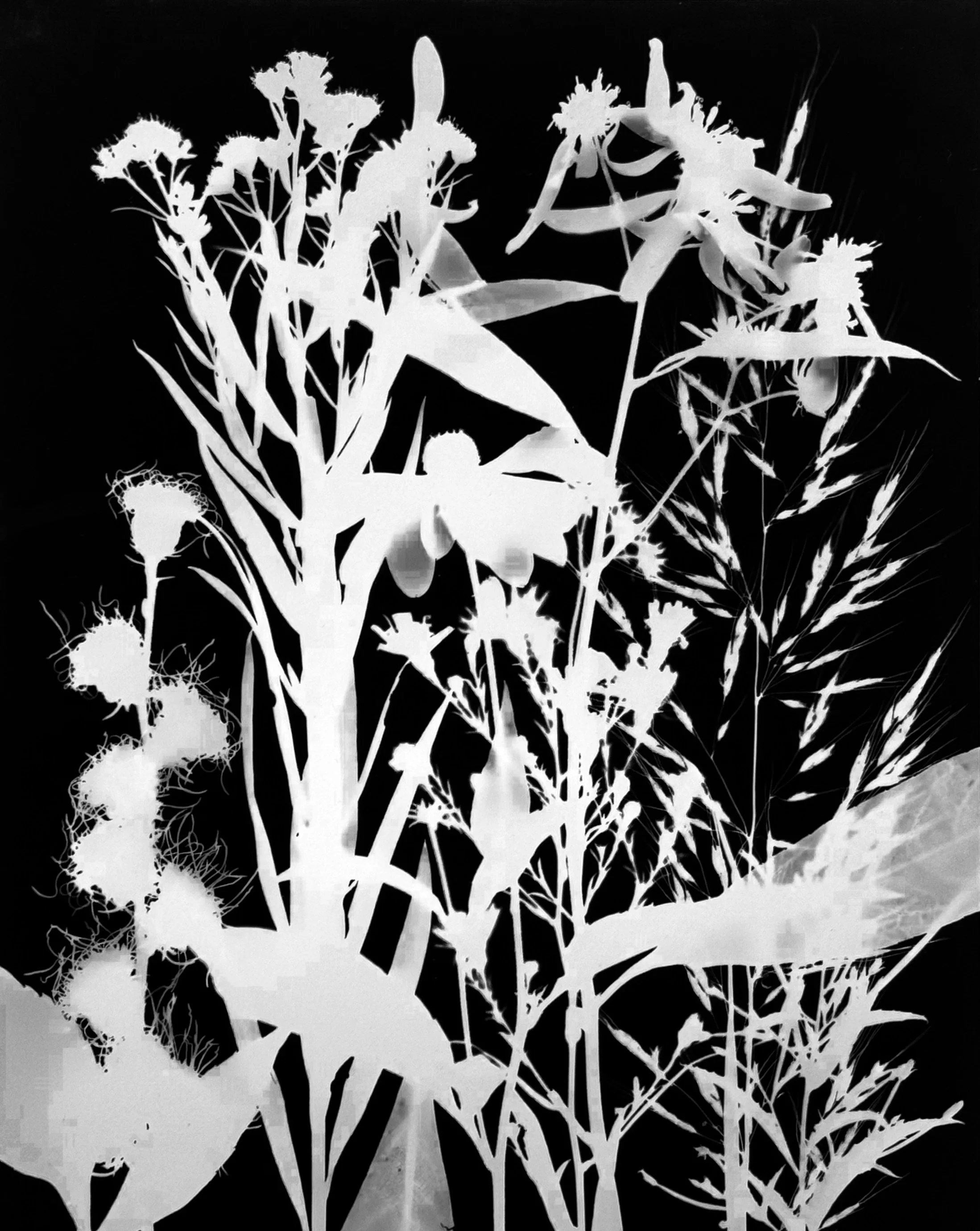 Mid summer natives
8x10.   12A