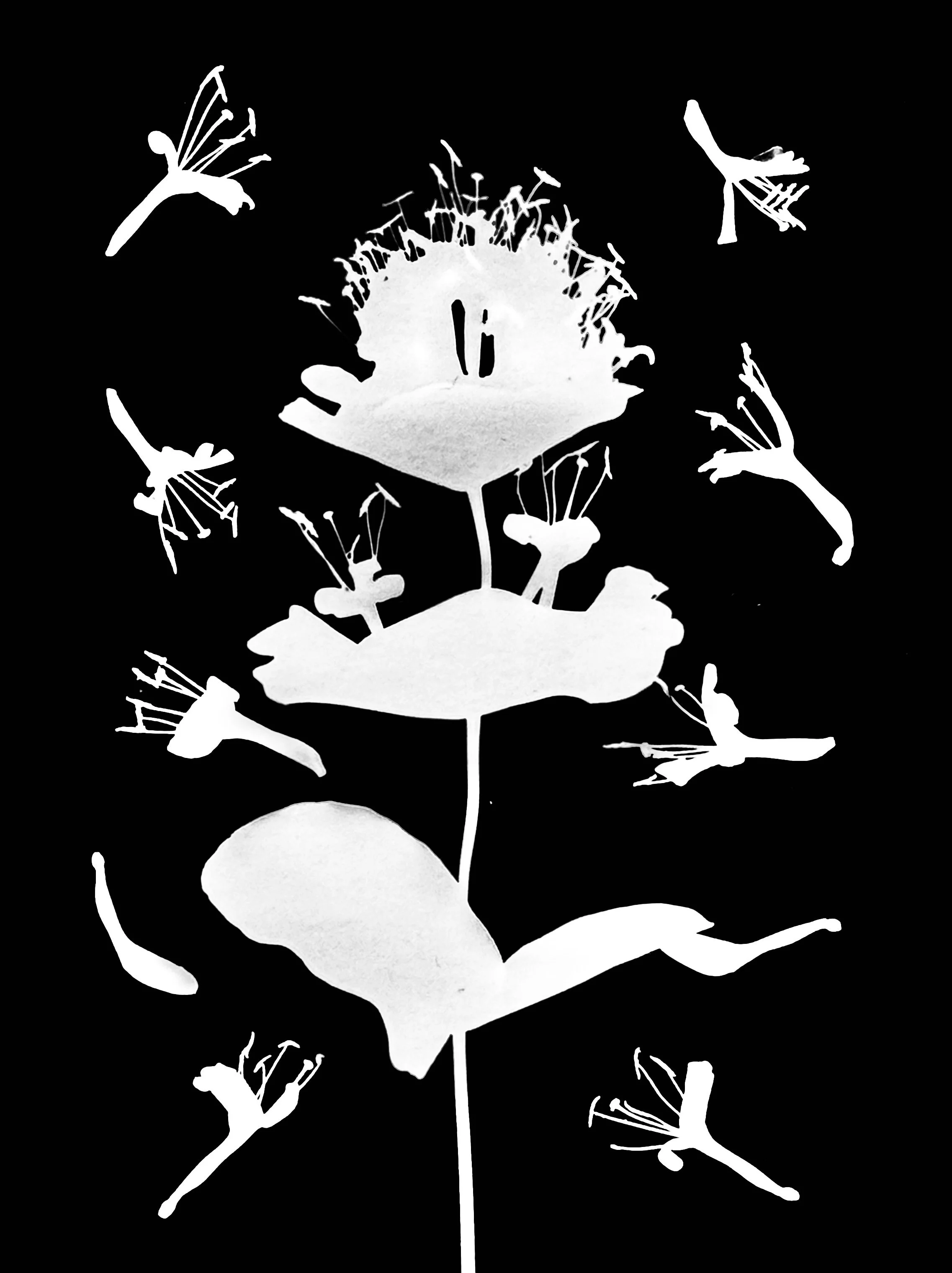 Yellow Honeysuckle flowers
Lonicera reticulata. 5x7.   1A  1 of 2