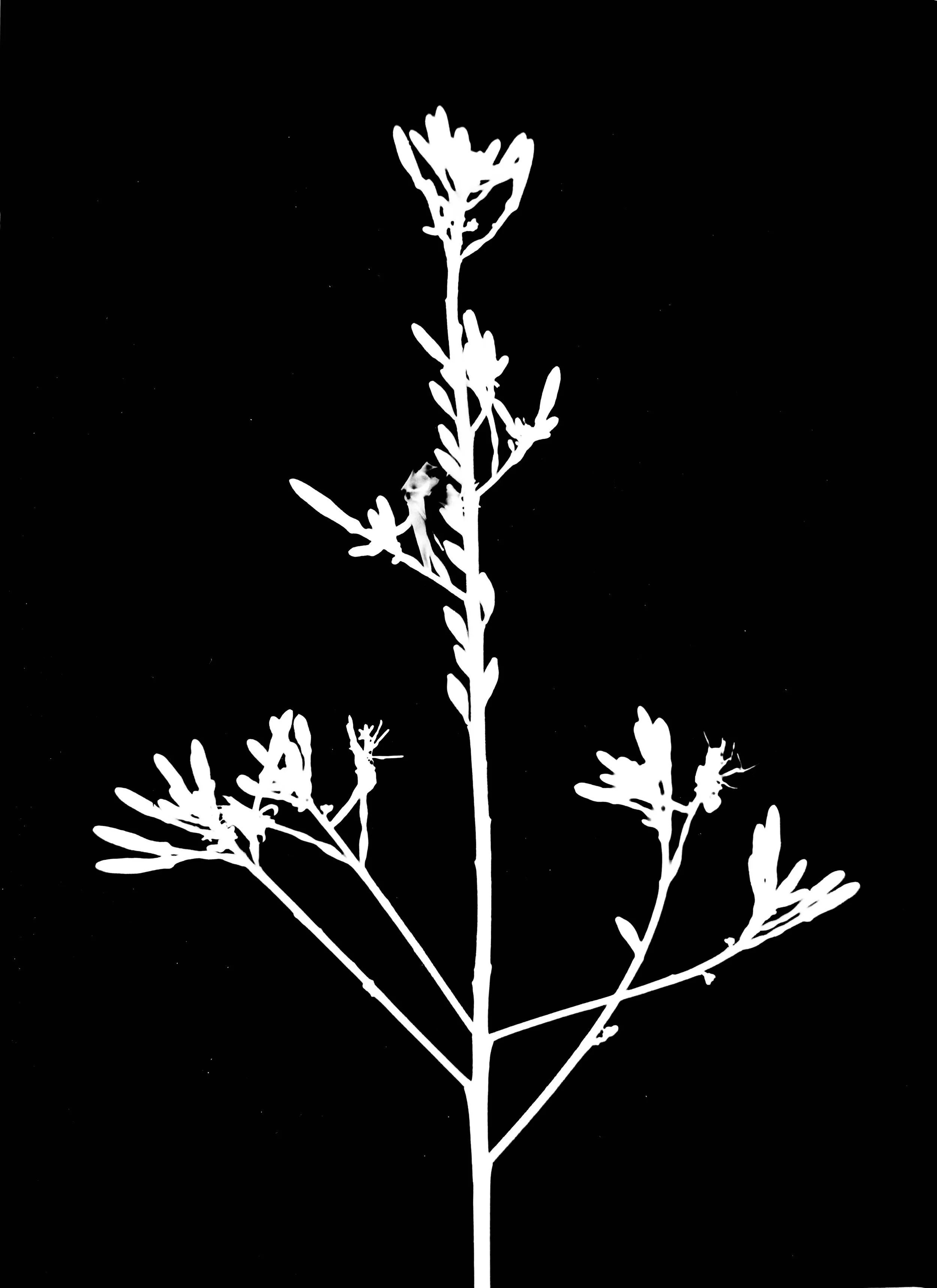 Common gaura
Gaura longiflora 5x7